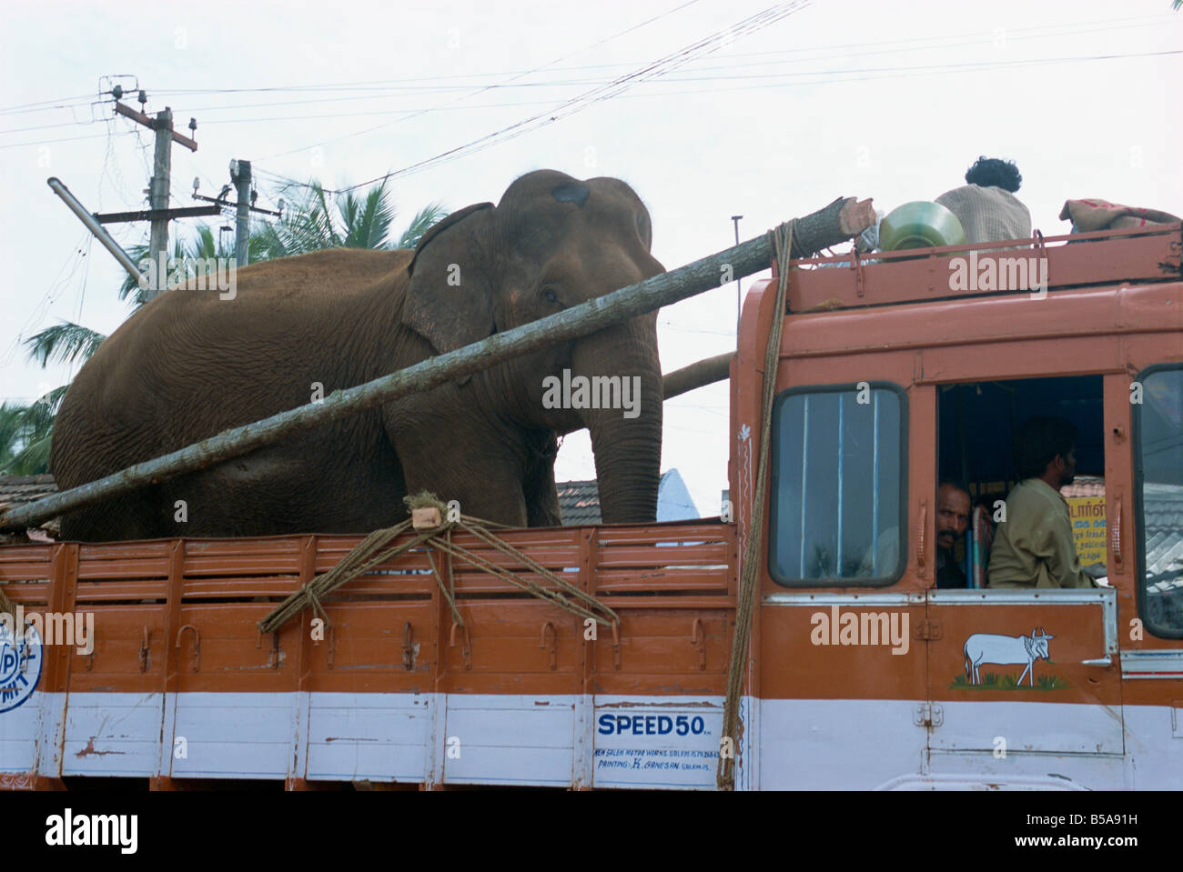 Elephant riding in back of truck, Kerala state, India Stock Photo