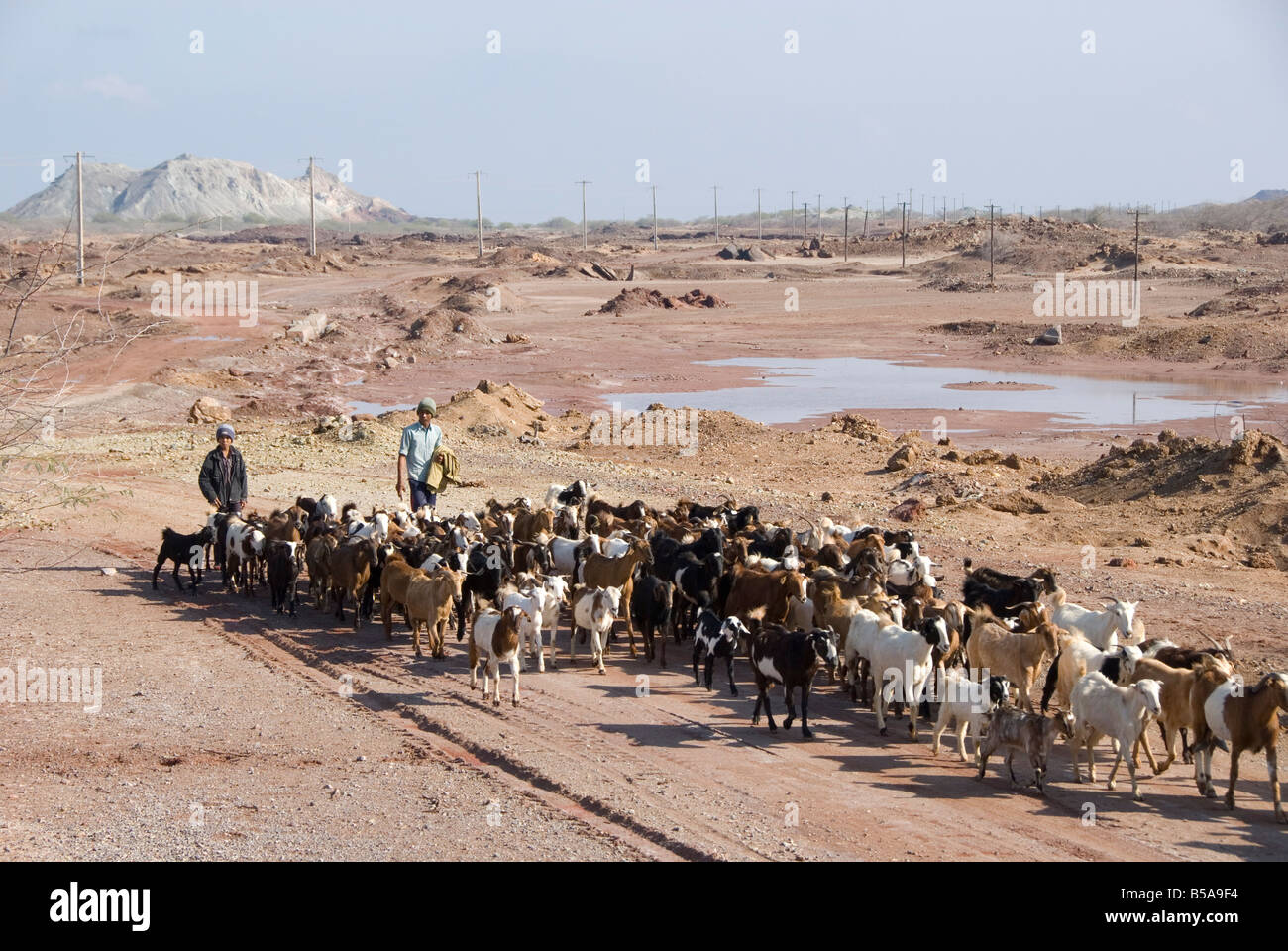 Goatherds driving flock of goats back to village Hormoz Island off Bandar Abbas southern Iran Middle East Stock Photo