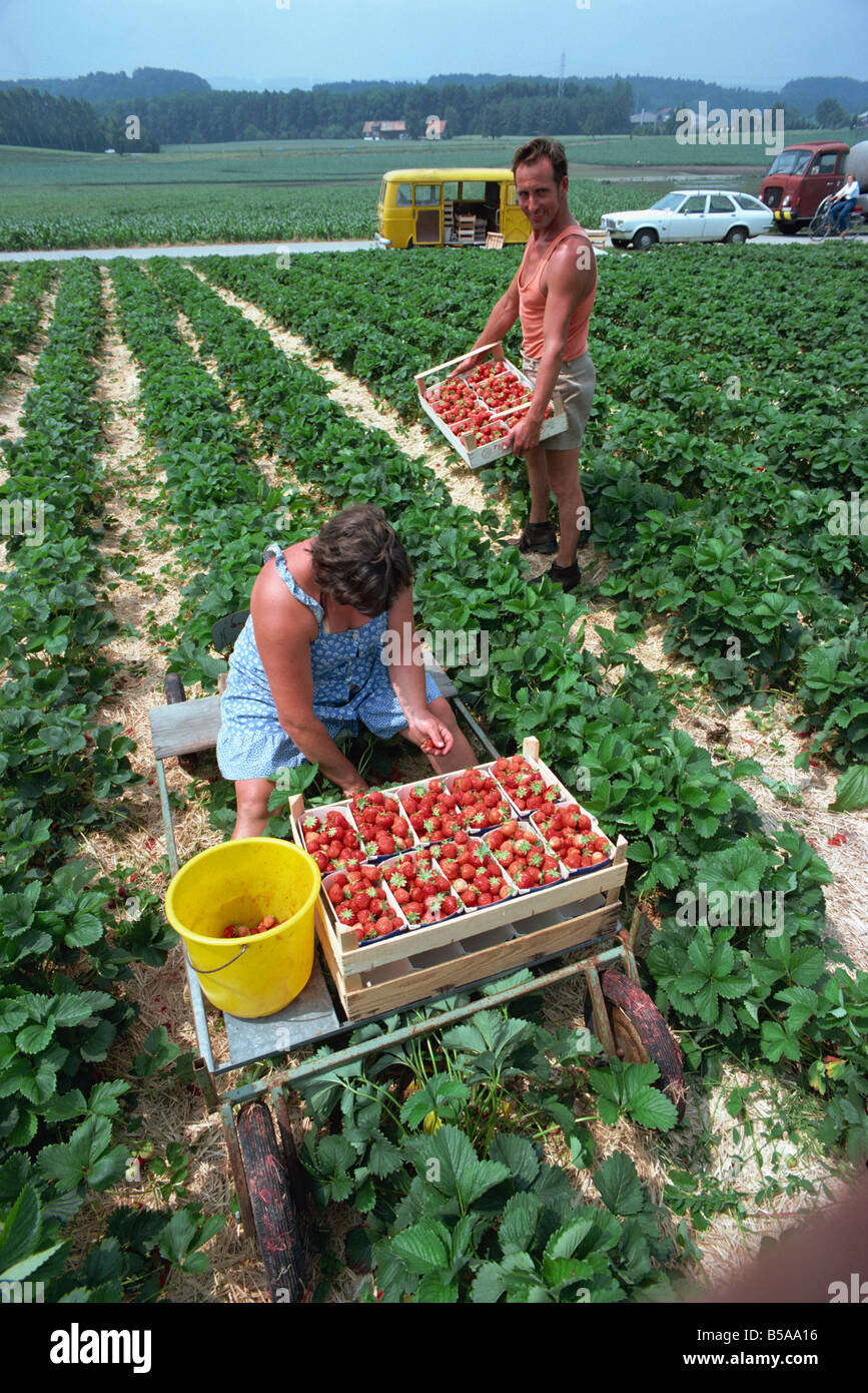 Man and woman picking strawberries Stock Photo - Alamy