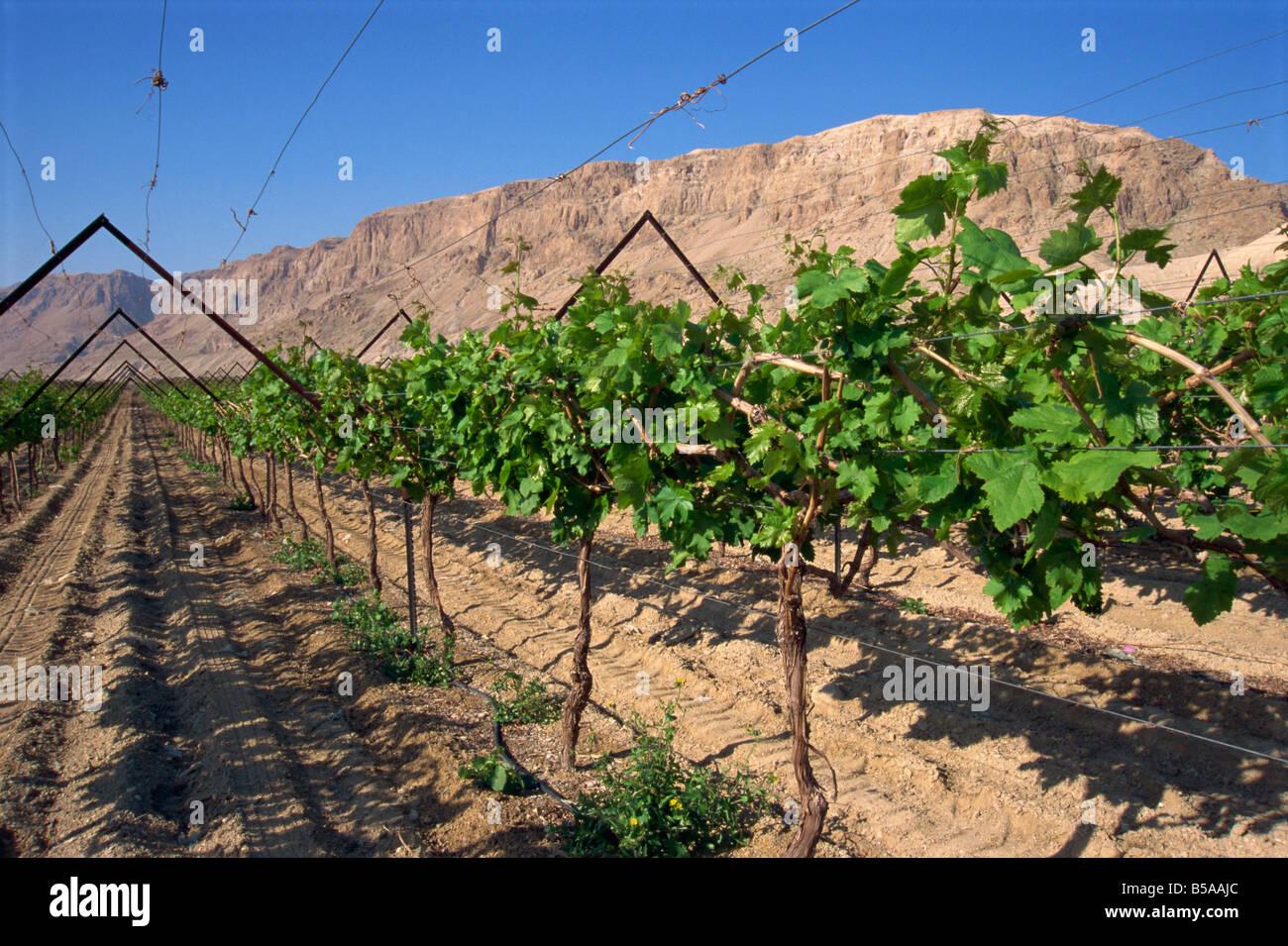 Row of vines in vineyard at Qumran, Judean Desert, Israel, Middle East Stock Photo