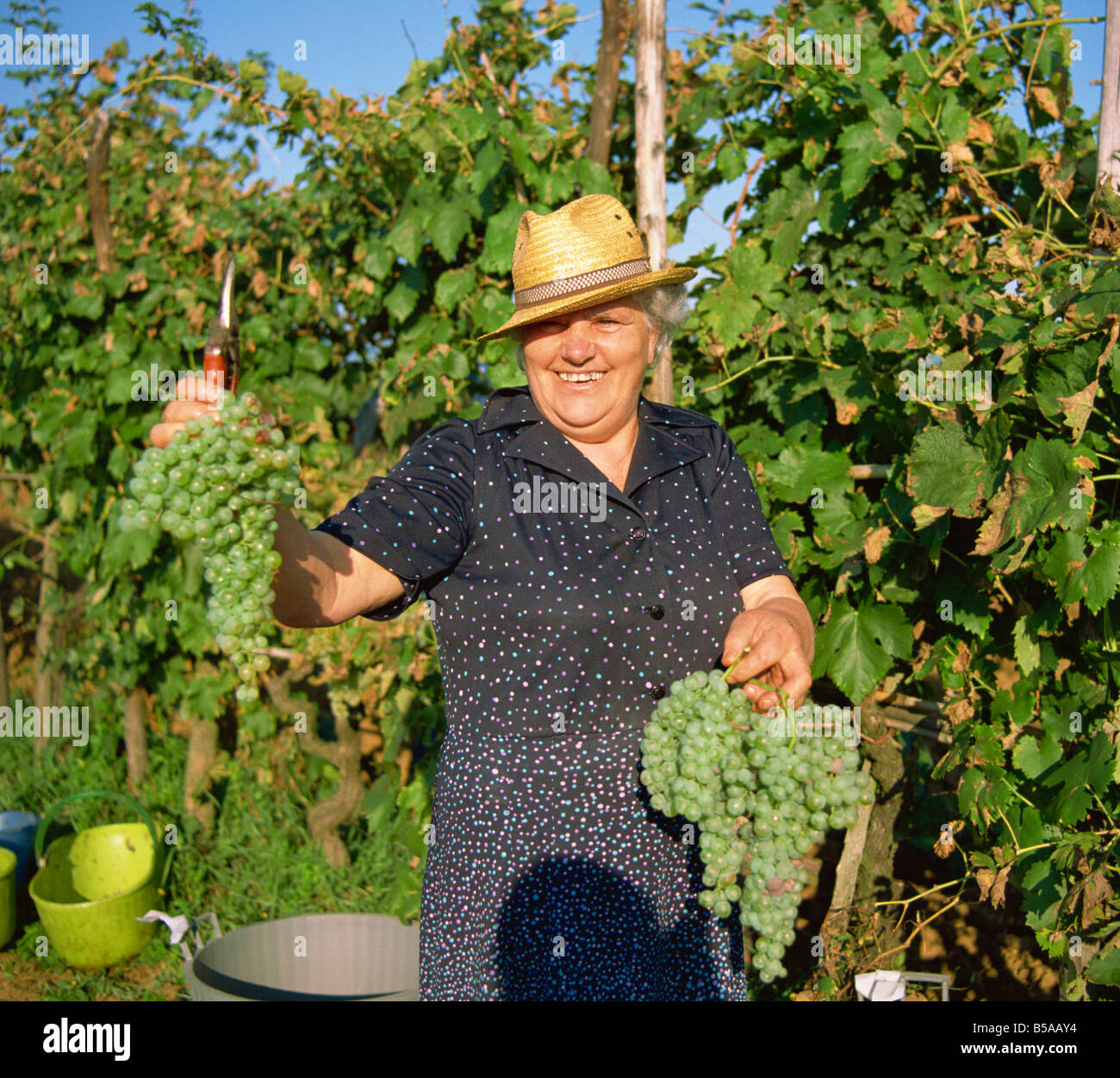 Grape picker near San Gimignano, holding Malvasia grapes, Tuscany, Italy, Europe Stock Photo