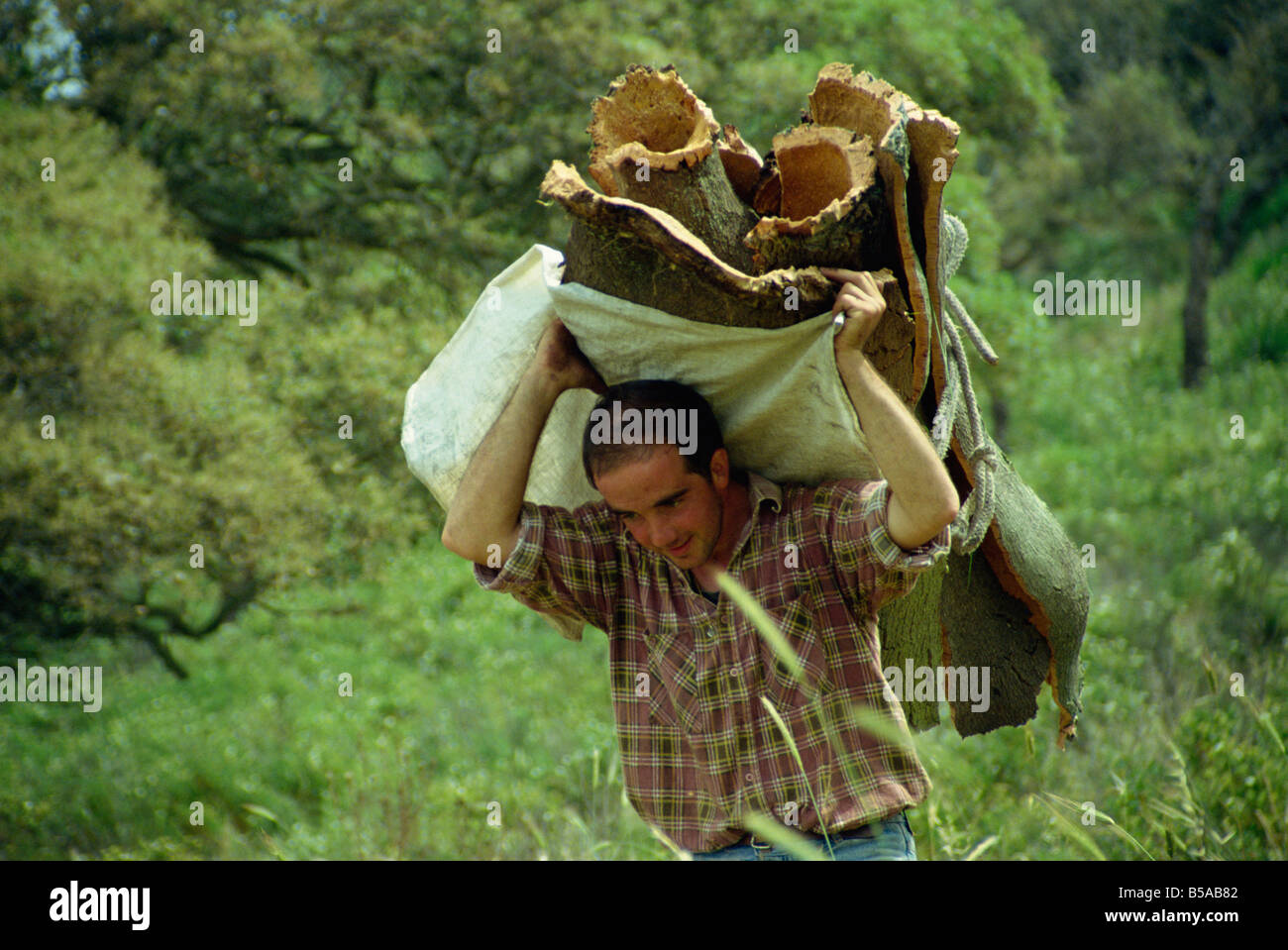 Carrying a load of cork during harvest, Sardinia, Italy, Europe Stock Photo