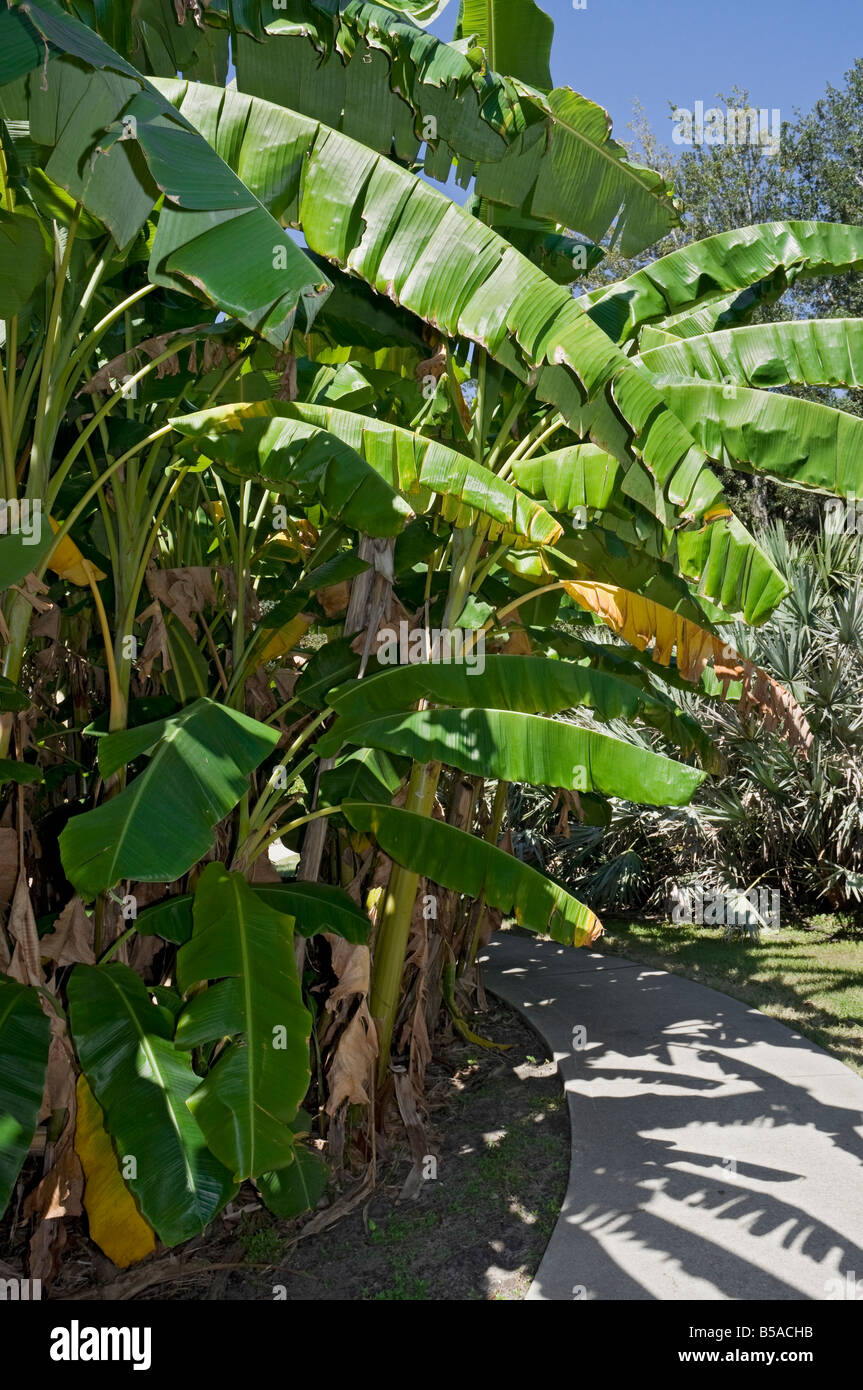 banana hybrid or cultivar Orinoco Musa acuminata x M balbisiana Stock Photo