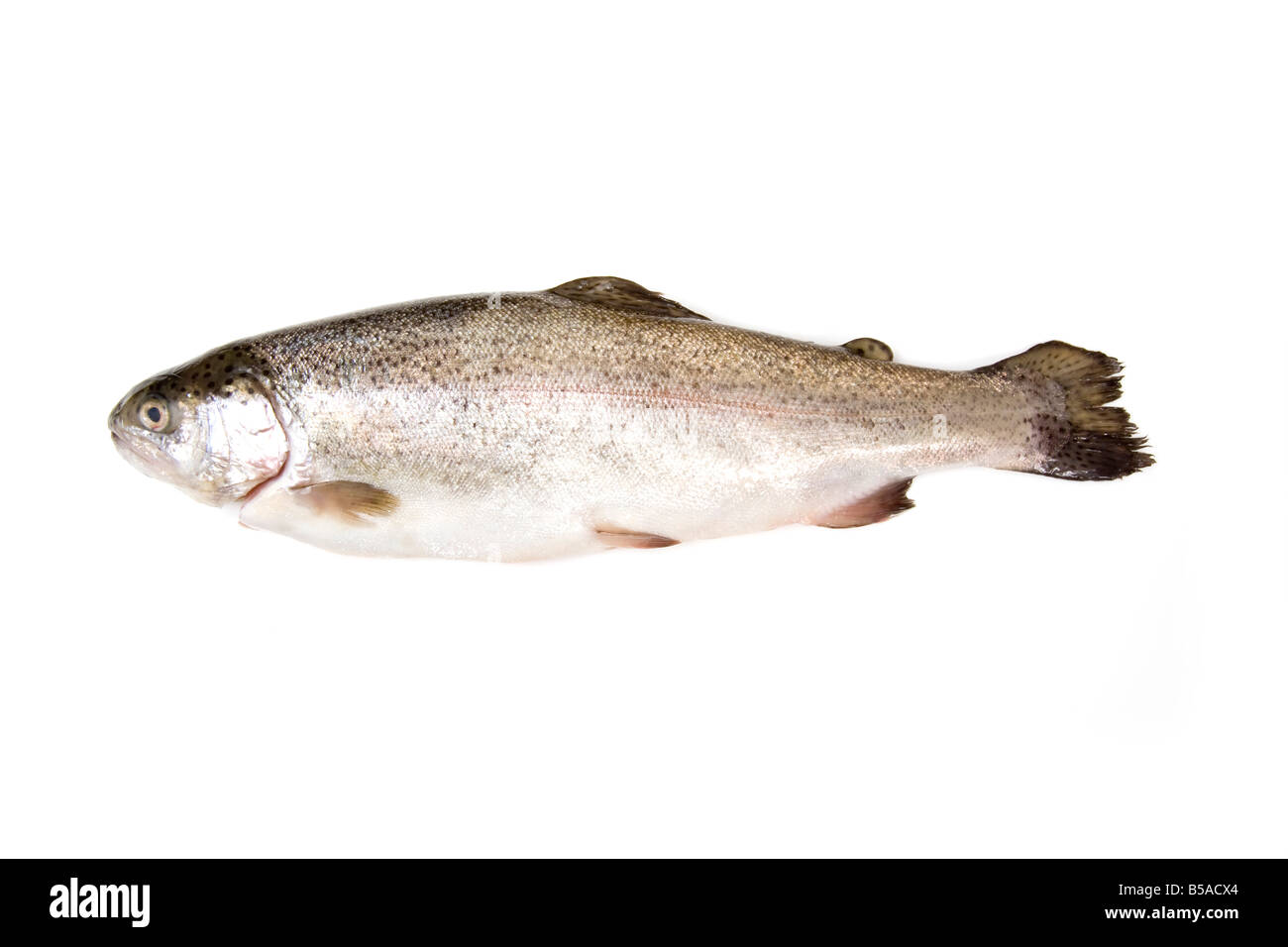 Fresh whole trout isolated on a white studio background Stock Photo - Alamy