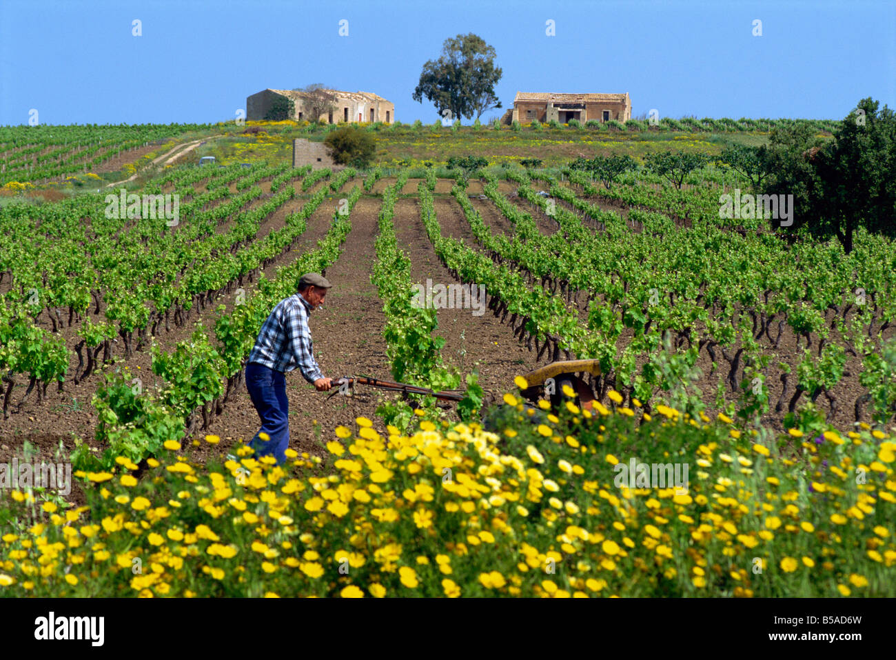Man with machine cultivating the vines in spring in a ...