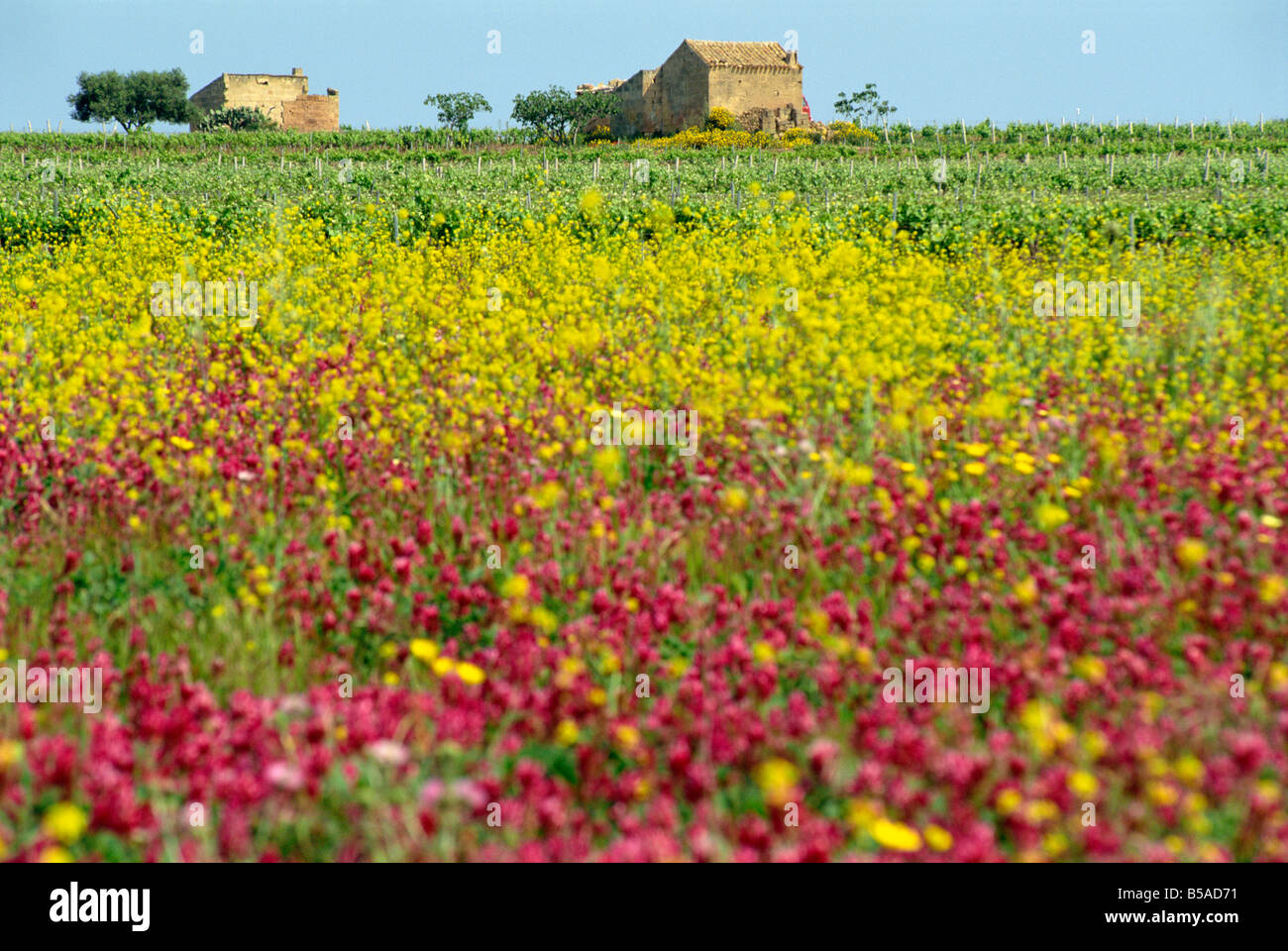 Wild flowers in the spring in the Marsala hills on the island of Sicily ...