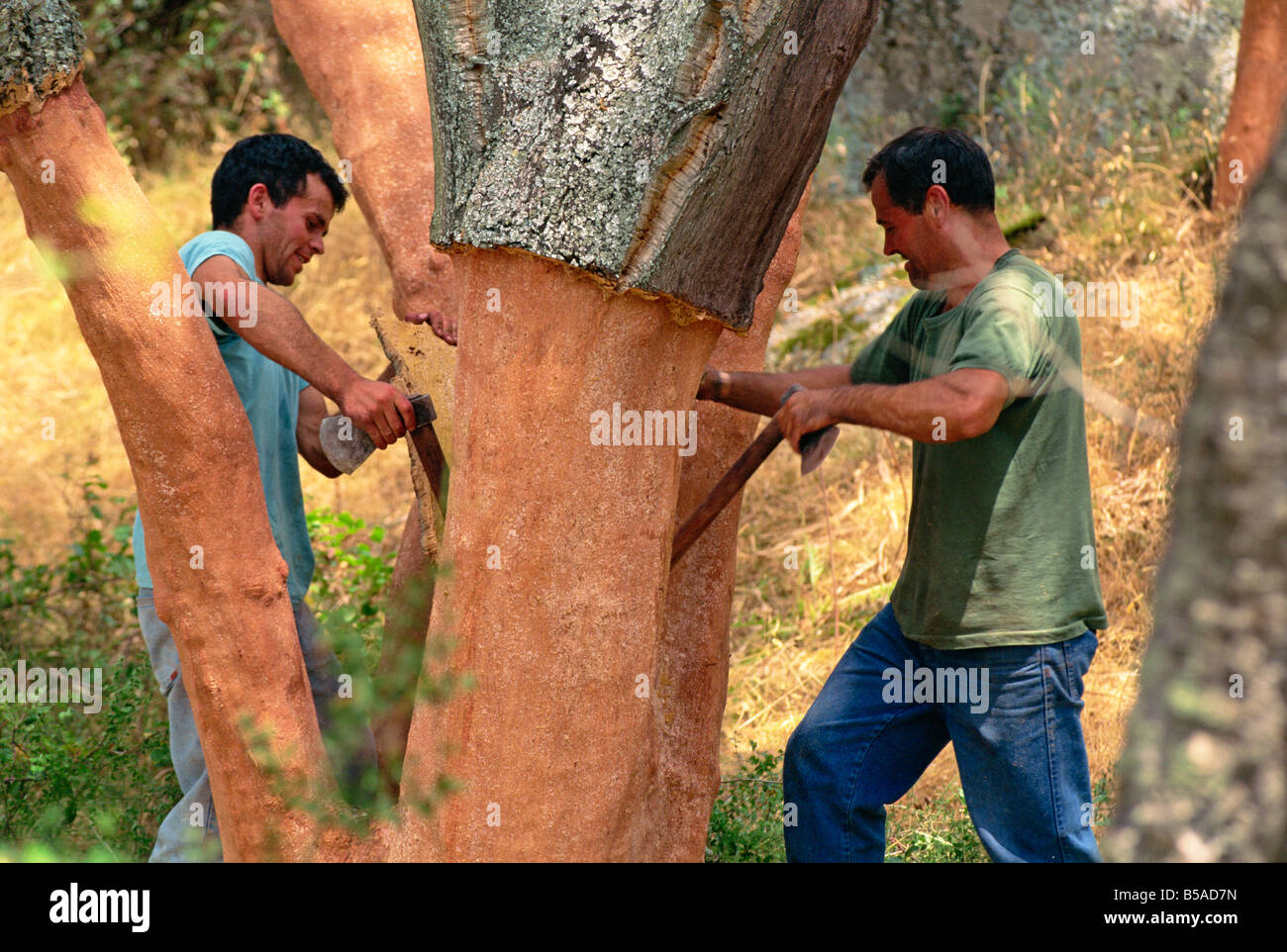 Two men cutting cork in the traditional way near Tempio Pausania centre of the industry on Sardinia Italy M Newton Stock Photo