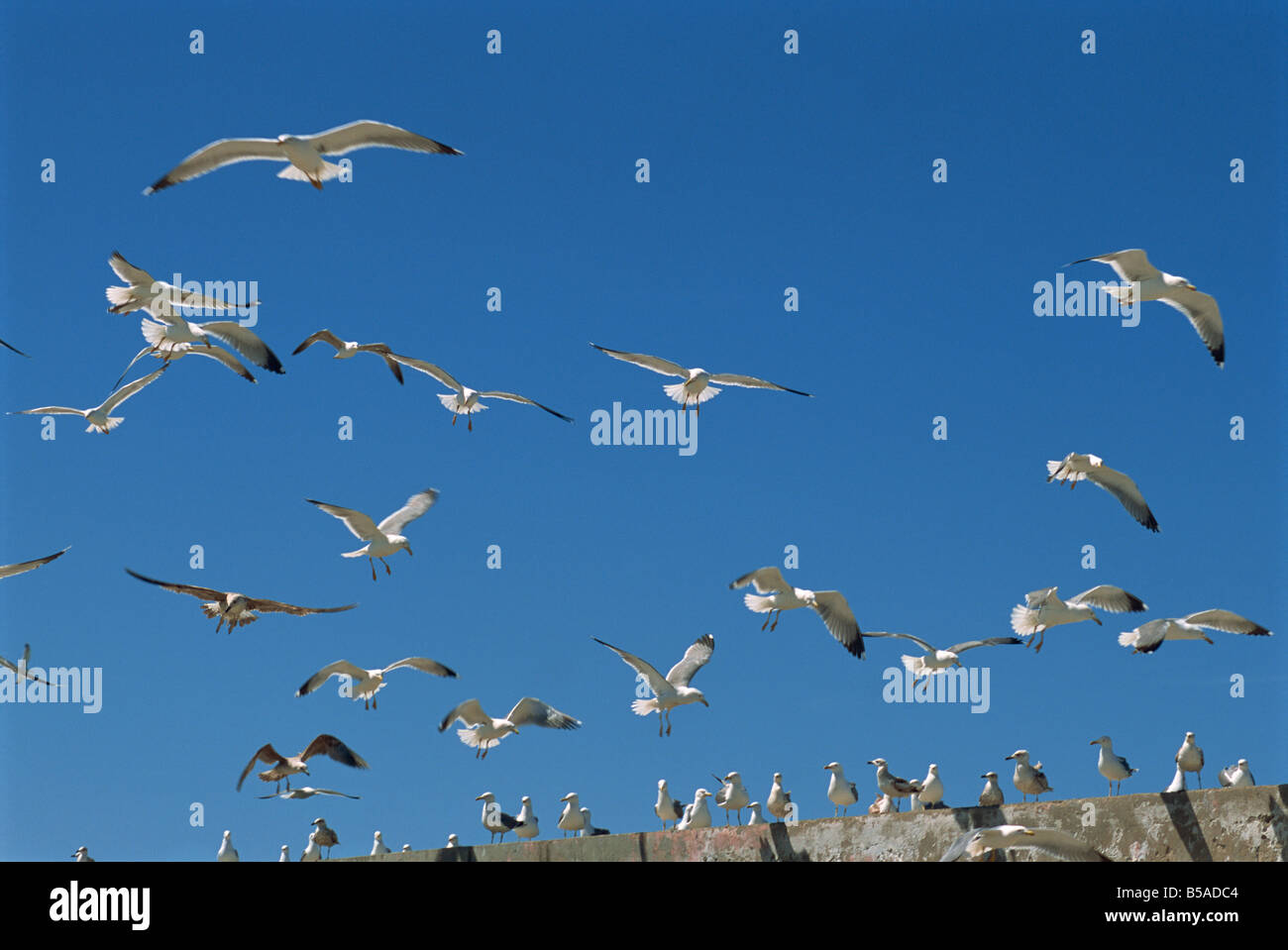 Sea gulls, Essaouira, Morocco, North Africa, Africa Stock Photo