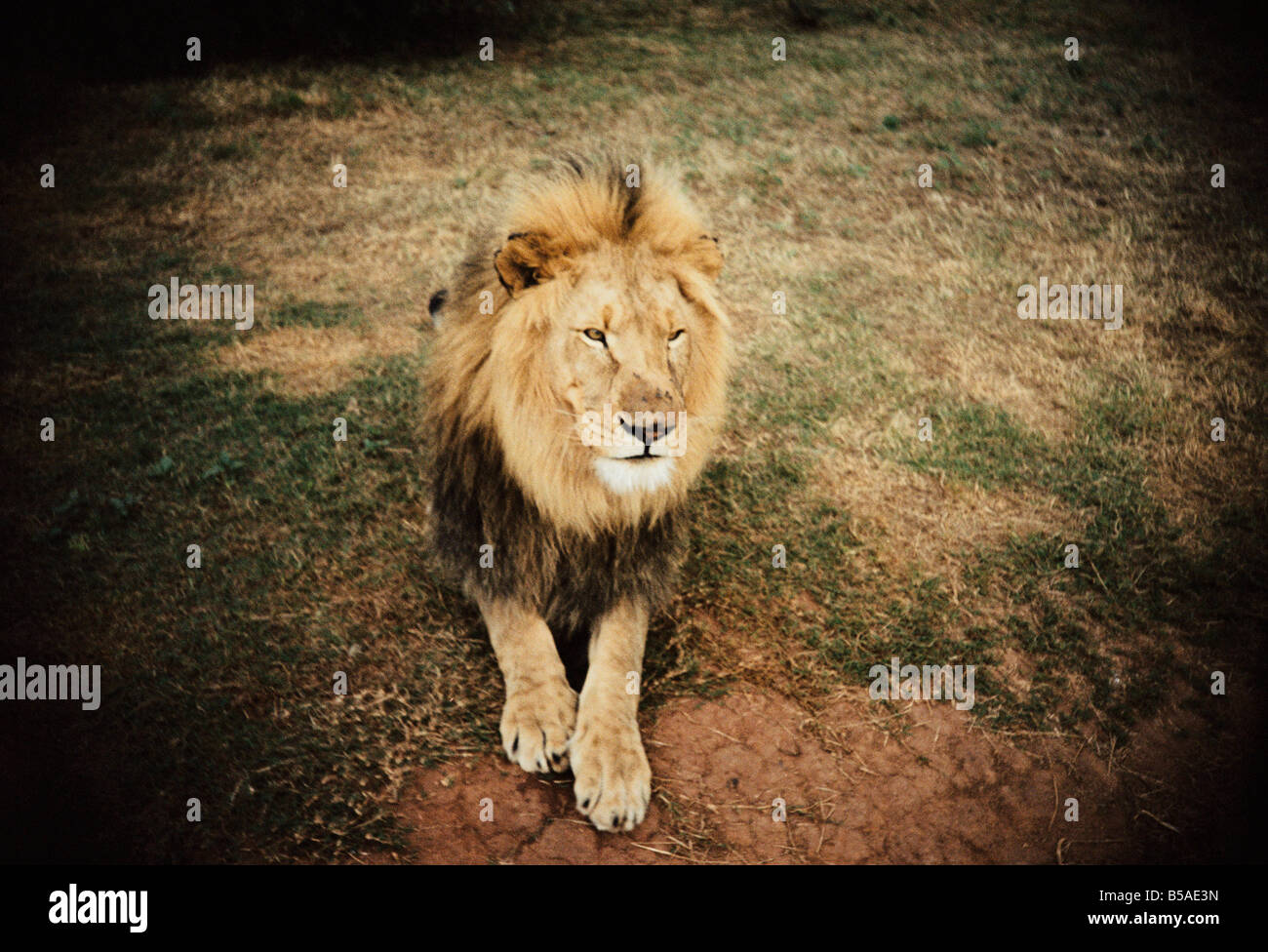 South africa and gauteng lions hi-res stock photography and images - Alamy