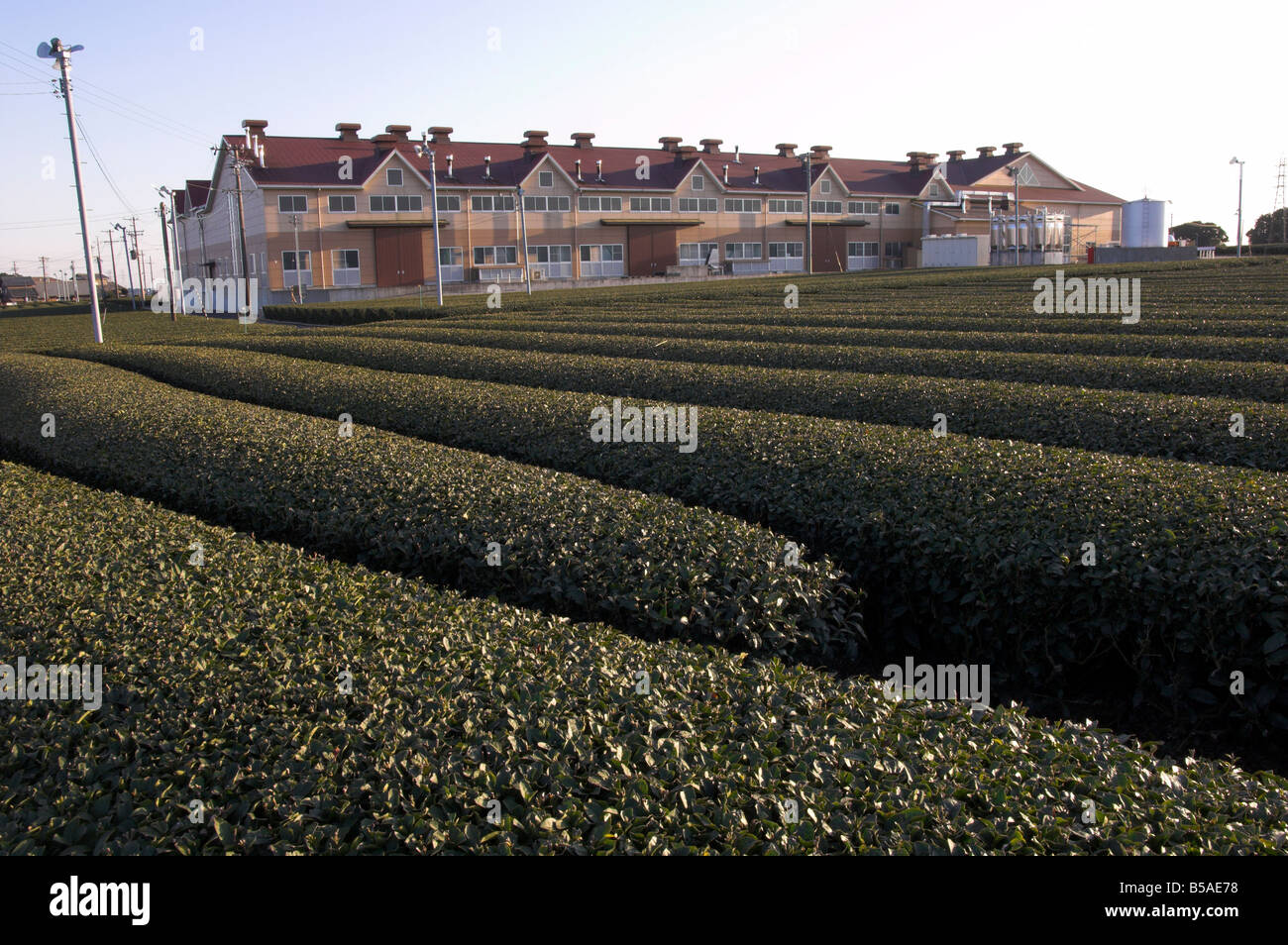 Tea factory in front of tea gardens hi-res stock photography and images ...