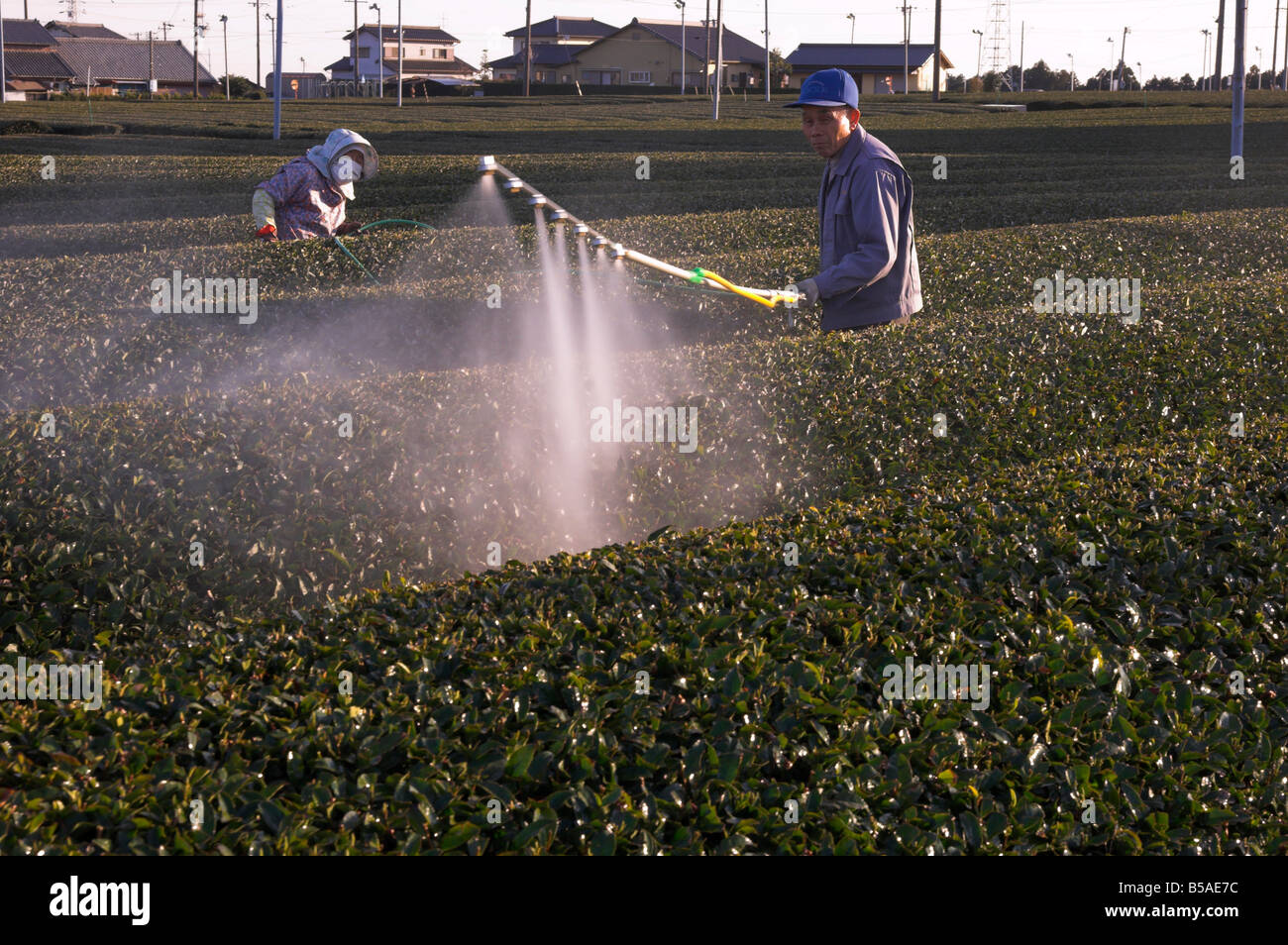 Workers spraying rows of tea shrubs on tea estate, Kanaya, Shizuoka area, Honshu, Japan Stock Photo