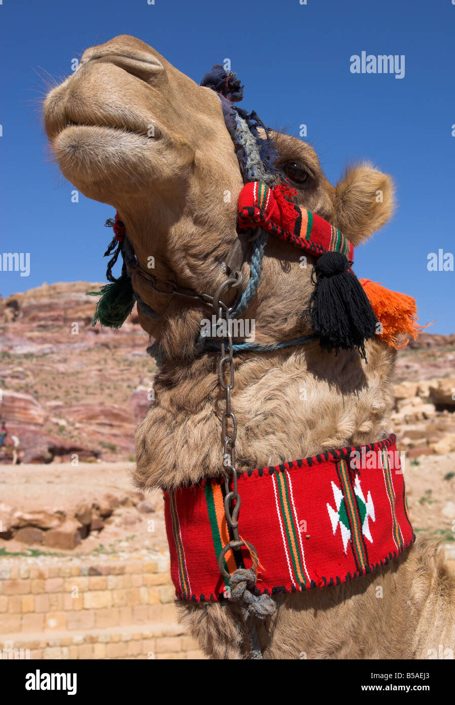 Camel with a red neckband, Petra, Jordan, Middle East Stock Photo - Alamy Camel with a red neckband, Petra, Jordan, Middle East Stock Photo - Alamy