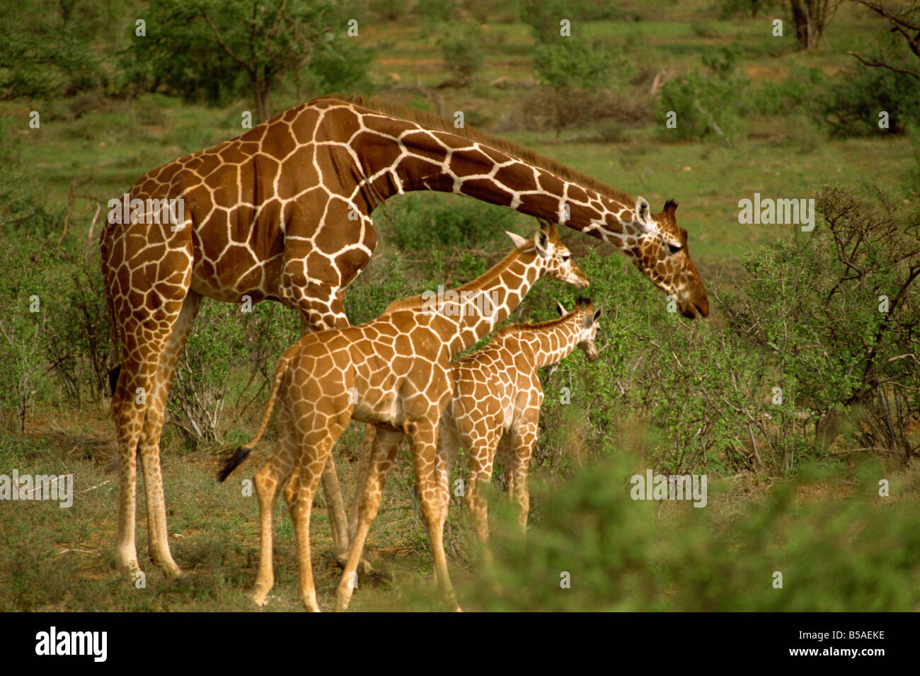 Reticulated giraffe Samburu Kenya East Africa Africa Stock Photo