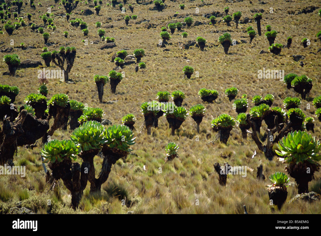 Giant groundsel Mount Kenya National Park Kenya East Africa Africa Stock Photo
