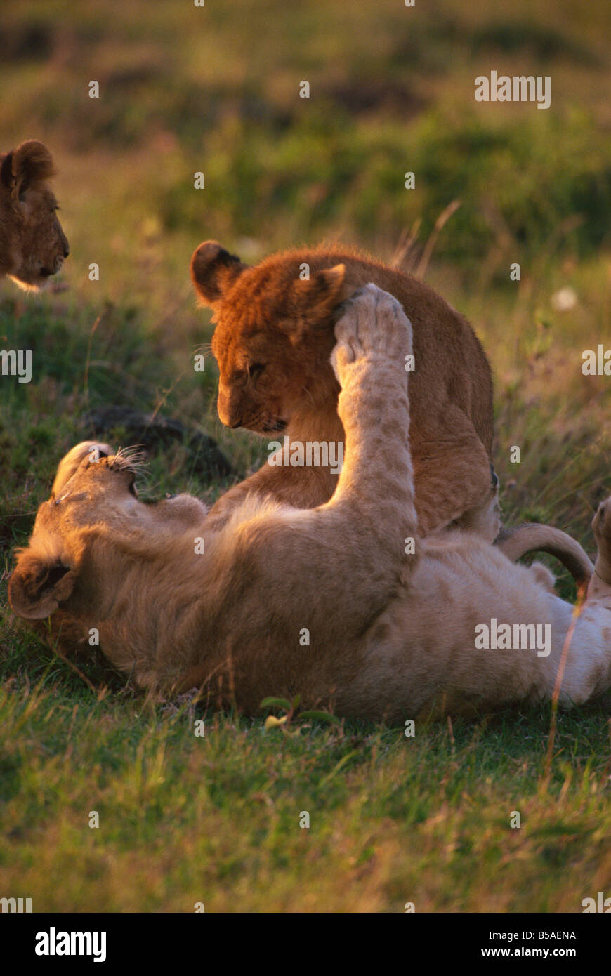 Lion cubs (Panthera leo) playing, Masai Mara, Kenya, East Africa, Africa Stock Photo