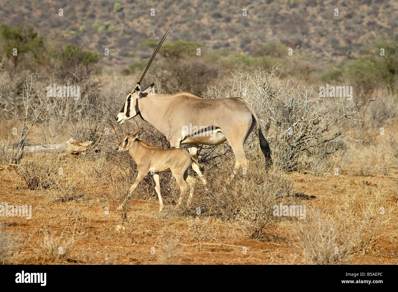 Beisa Beisa oryx (East African oryx) (Oryx beisa), adult and young, Samburu ...