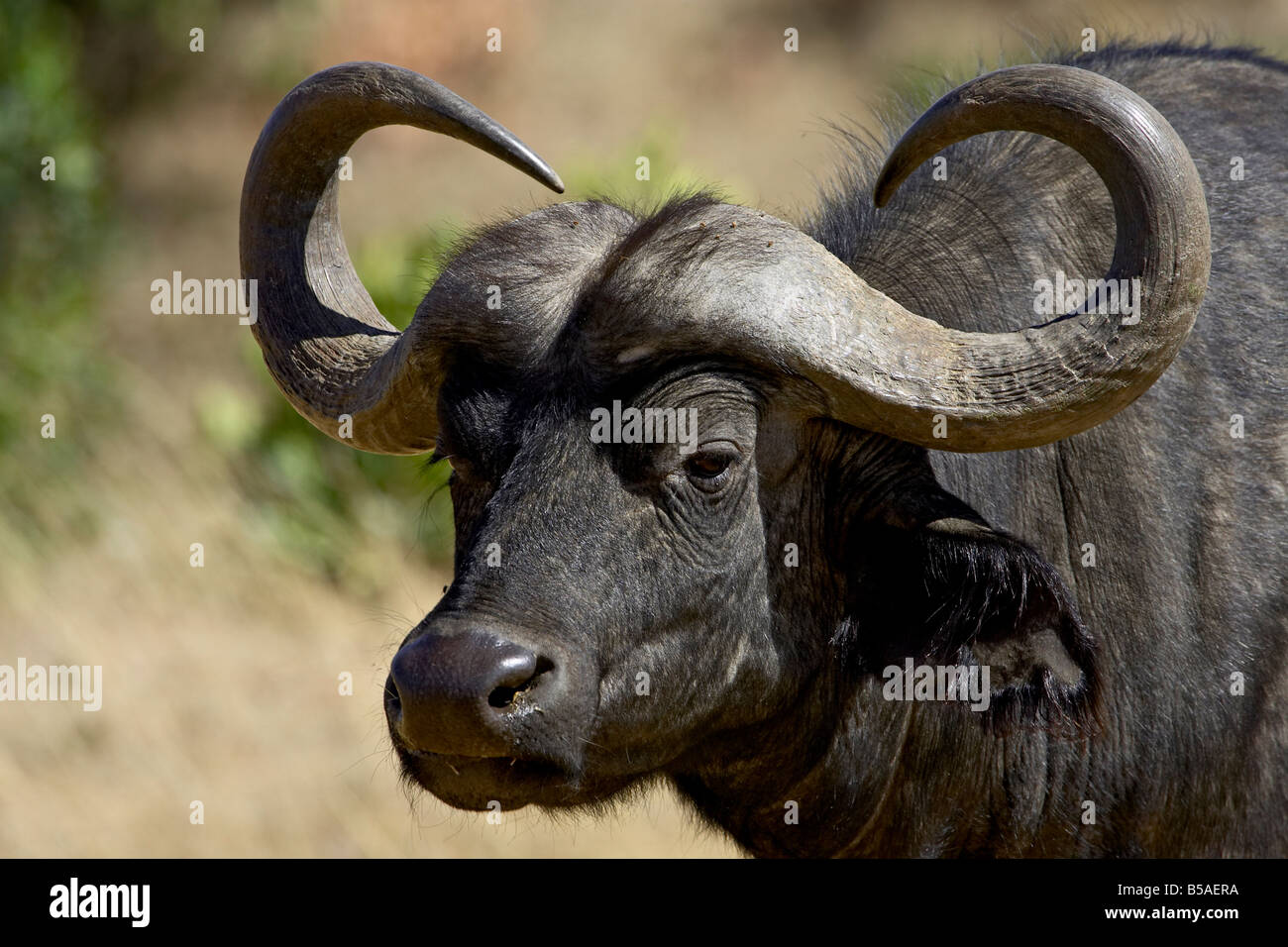 Cape buffalo (African buffalo) (Syncerus caffer), Masai Mara National ...