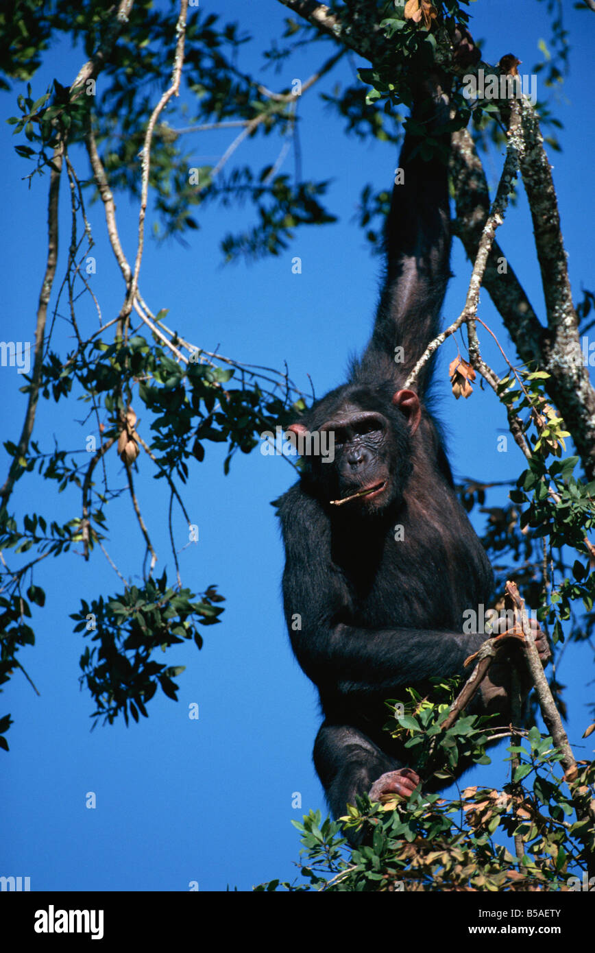 Chimpanzee sanctuary kenya hires stock photography and images Alamy