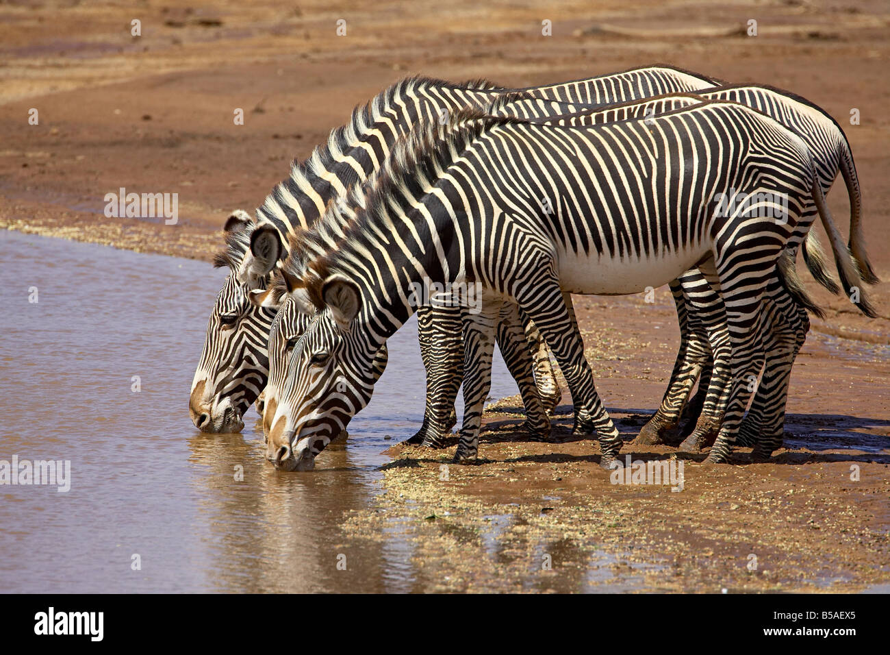 Grevy's zebra (Equus grevyi) drinking, Samburu National Reserve, Kenya, East Africa, Africa Stock Photo