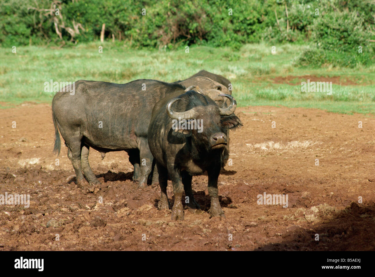 Buffalo at the Ark Kenya East Africa Africa Stock Photo