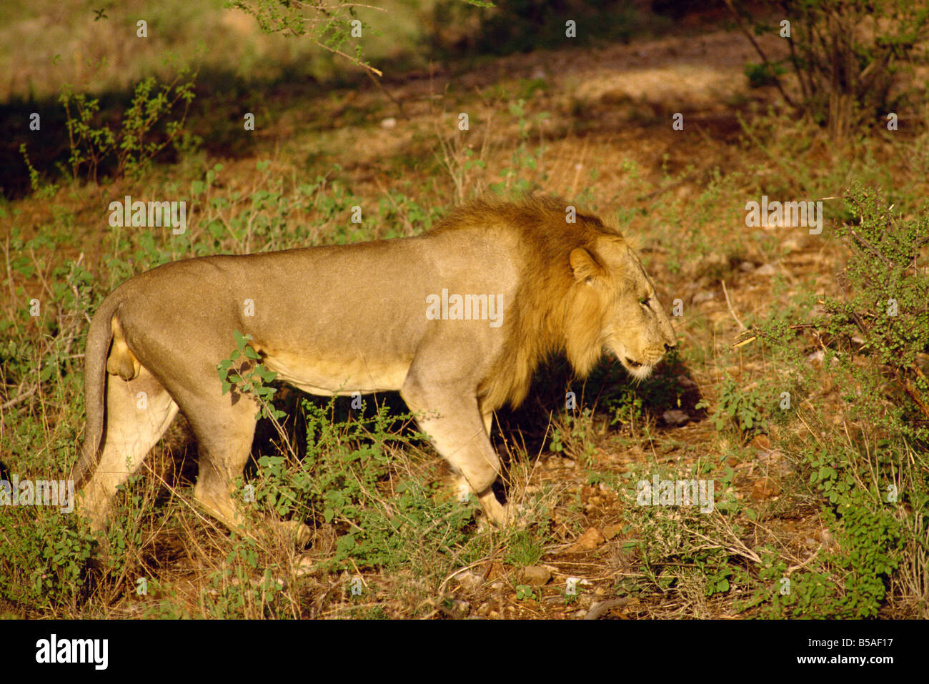 Lion Samburu National Reserve Kenya East Africa Africa Stock Photo - Alamy