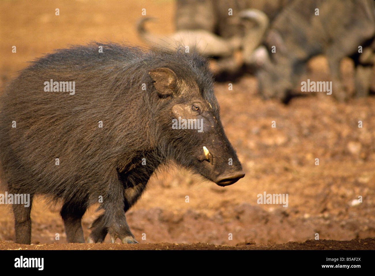 Great forest hog at the Ark Kenya East Africa Africa Stock Photo