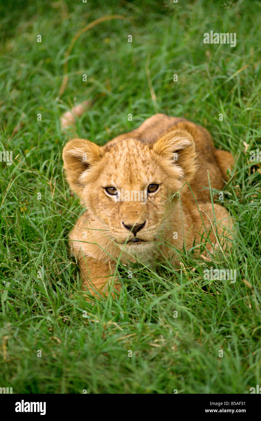 Young lion Masai Mara National Reserve Kenya East Africa Africa Stock ...