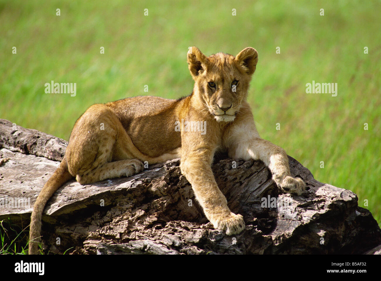 Young lion Masai Mara National Reserve Kenya East Africa Africa Stock ...