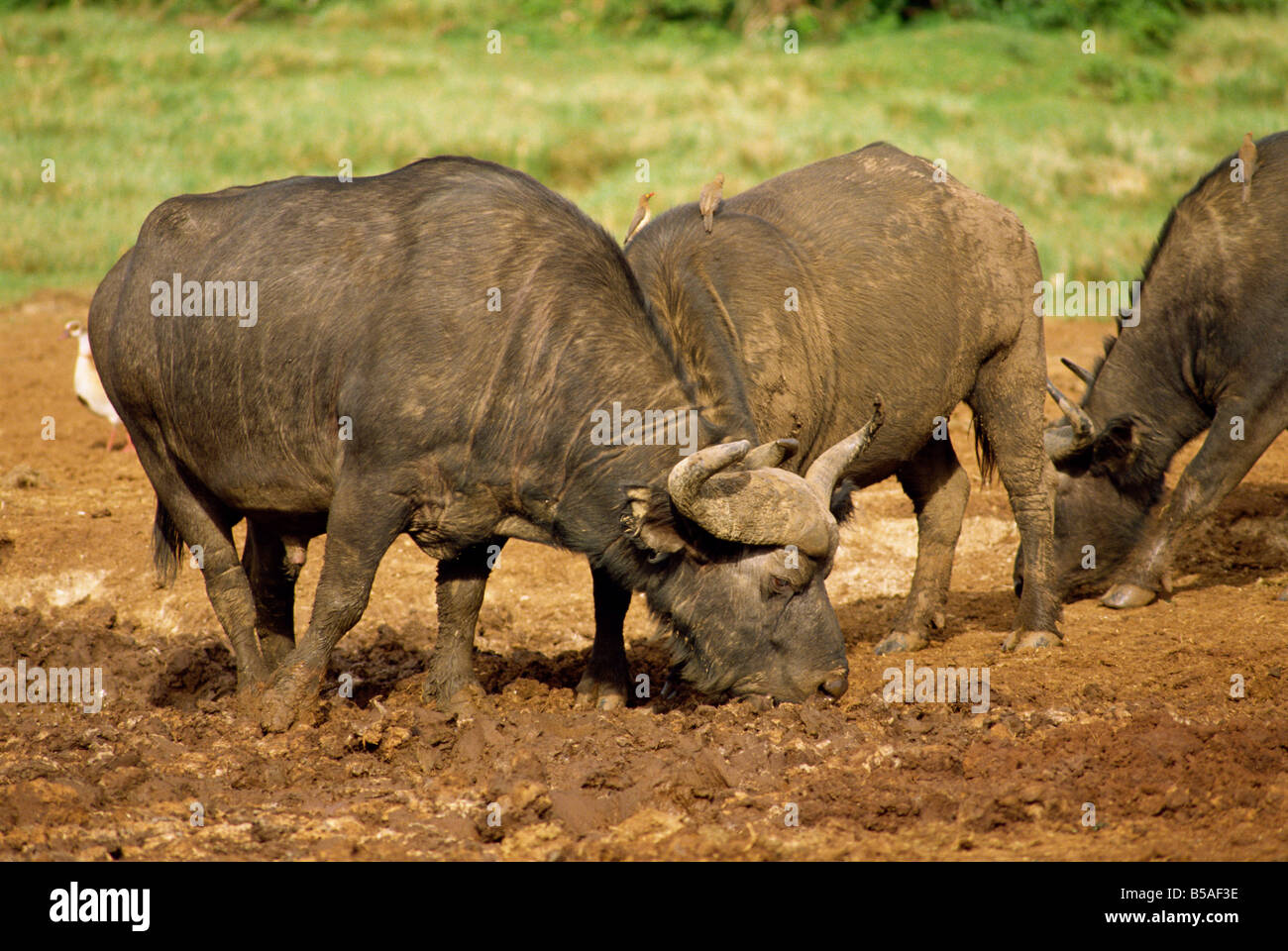 Cape buffalo at the Ark Kenya East Africa Africa Stock Photo
