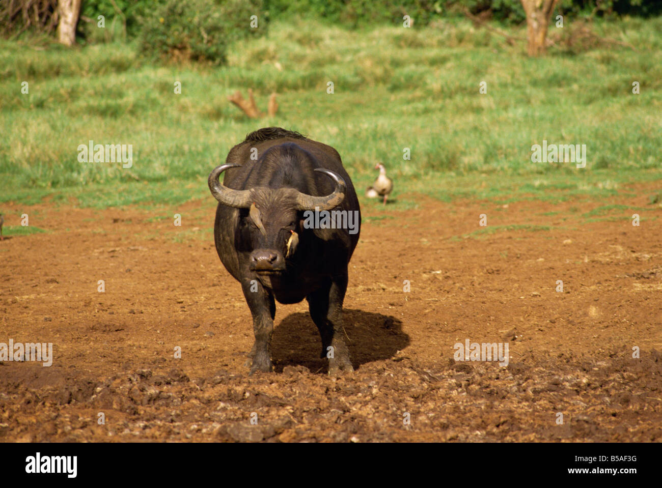 Cape buffalo at the Ark Kenya East Africa Africa Stock Photo