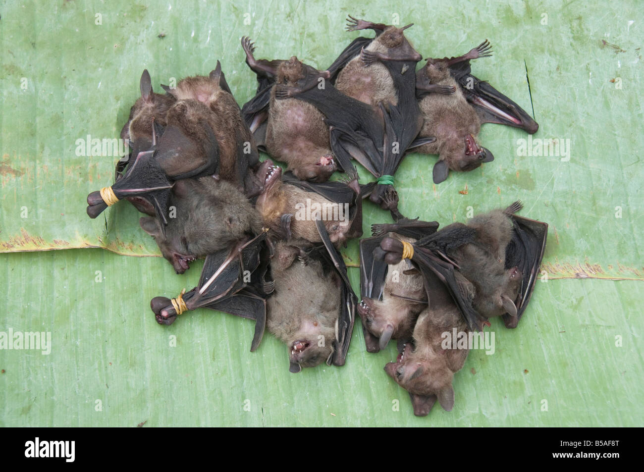 Dead bats hires stock photography and images Alamy