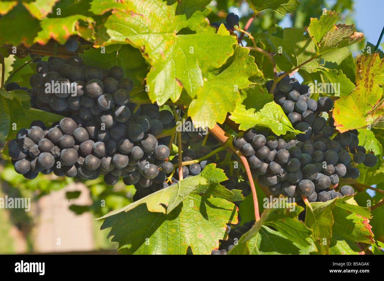 Black grapes on the fading autumn vines, ready for picking, near Remich, Luxembourg Moselle, Luxembourg, Europe Stock Photo