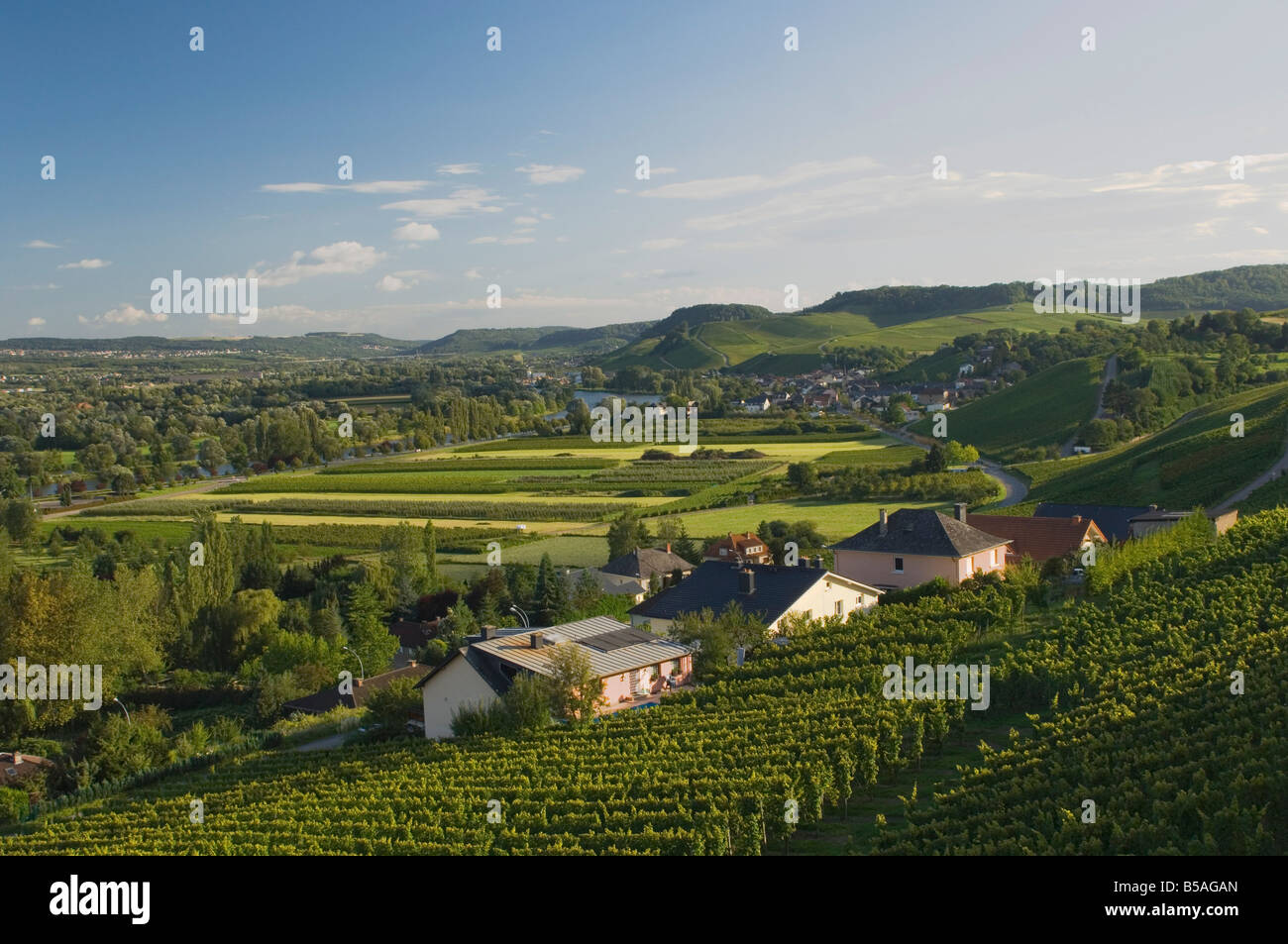 Vineyards on the banks of the Moselle river, near Remich, Luxembourg, Europe Stock Photo