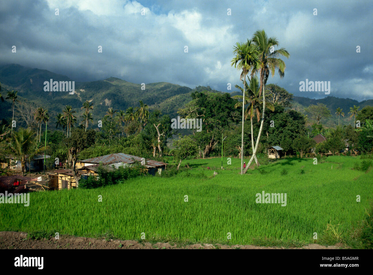 Rice paddies in a rural landscape at Moni Flores Indonesia Asia J