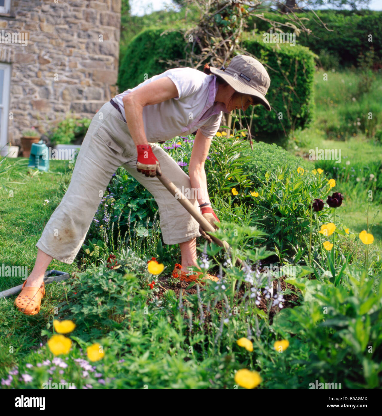 Mature woman digging a rural garden herbaceous border in spring in Carmarthenshire Wales UK   KATHY DEWITT Stock Photo