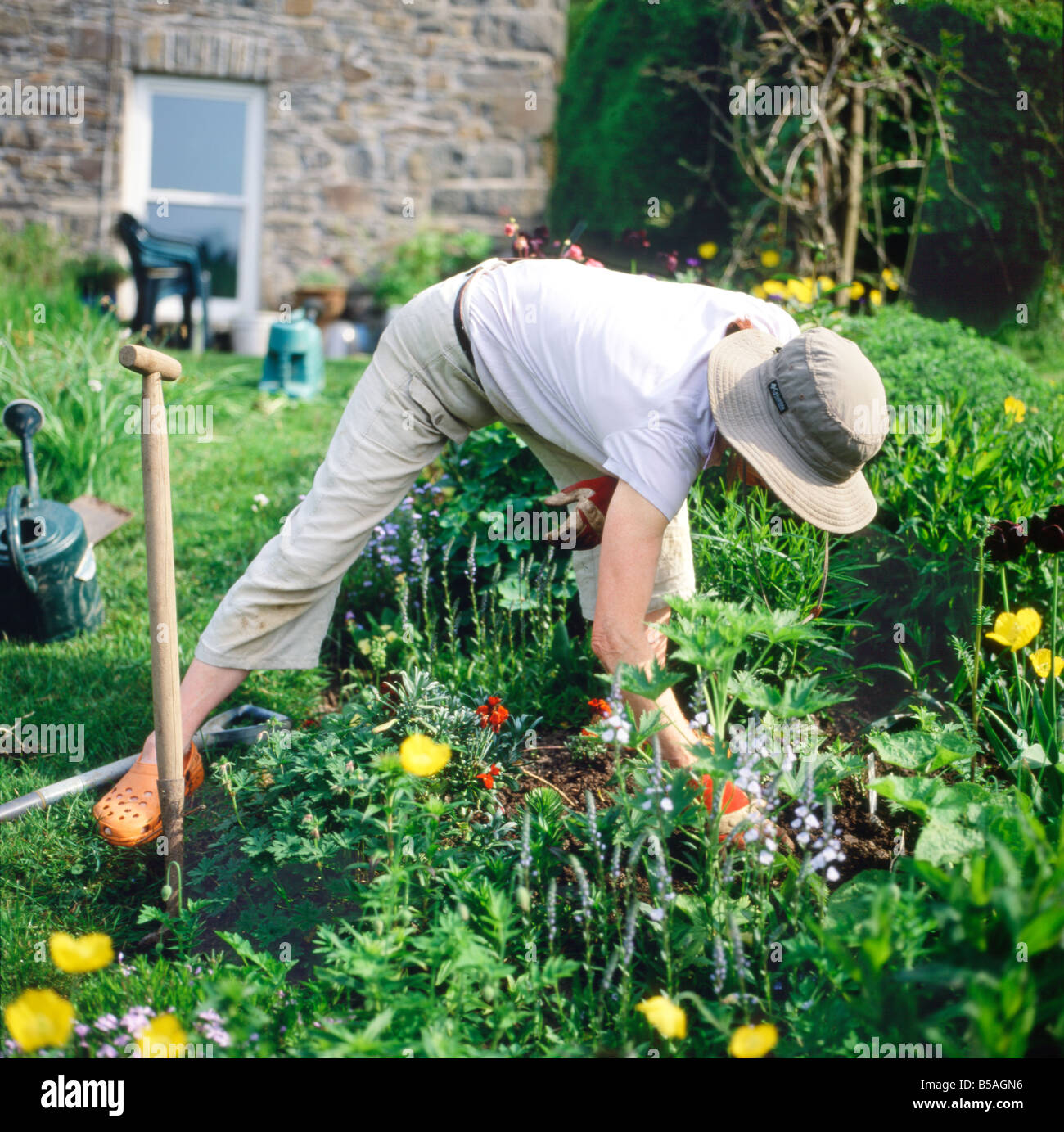 A woman hat bending gardening weeding and planting delphinium plant in her herbaceous border garden in summer Carmarthenshire Wales UK  KATHY DEWITT Stock Photo