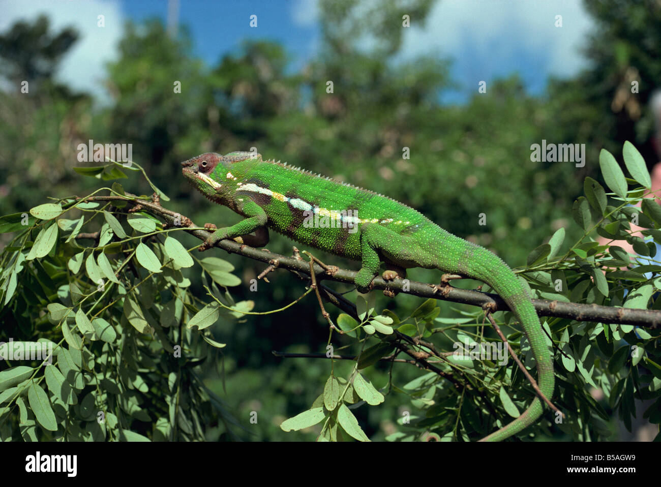 Chameleon Madagascar Africa Stock Photo