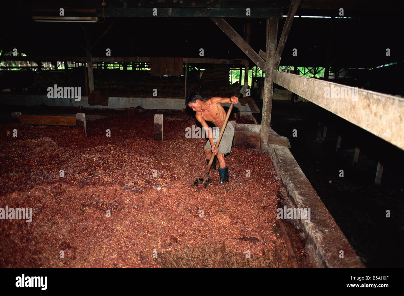 Drying fermented cocoa beans, Theobroma cacao, Sabah, Malaysia, Southeast Asia Stock Photo