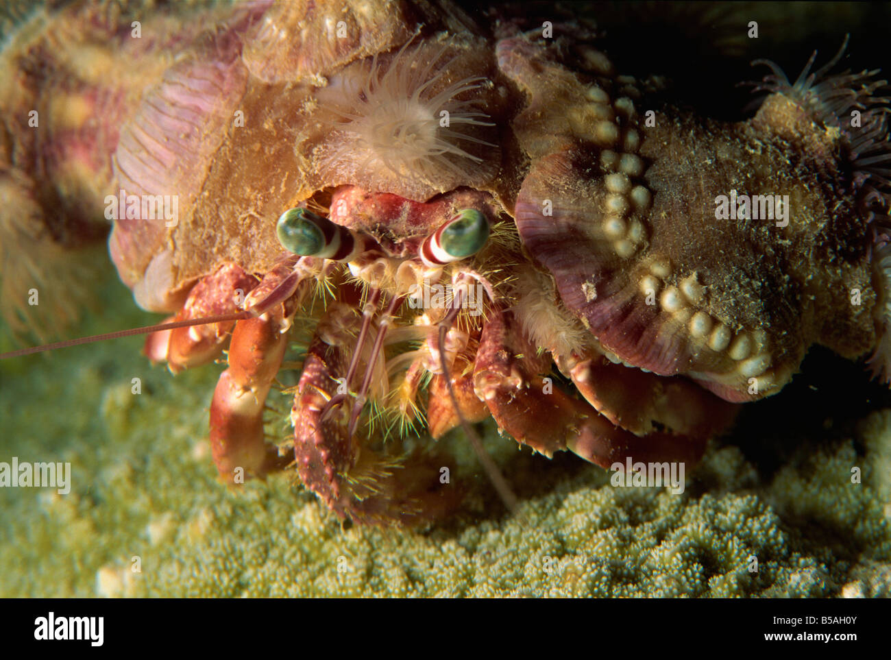 Decorator Crab on Coral Reef in Indonesia Stock Photo - Image of  biodiversity, national: 149316128