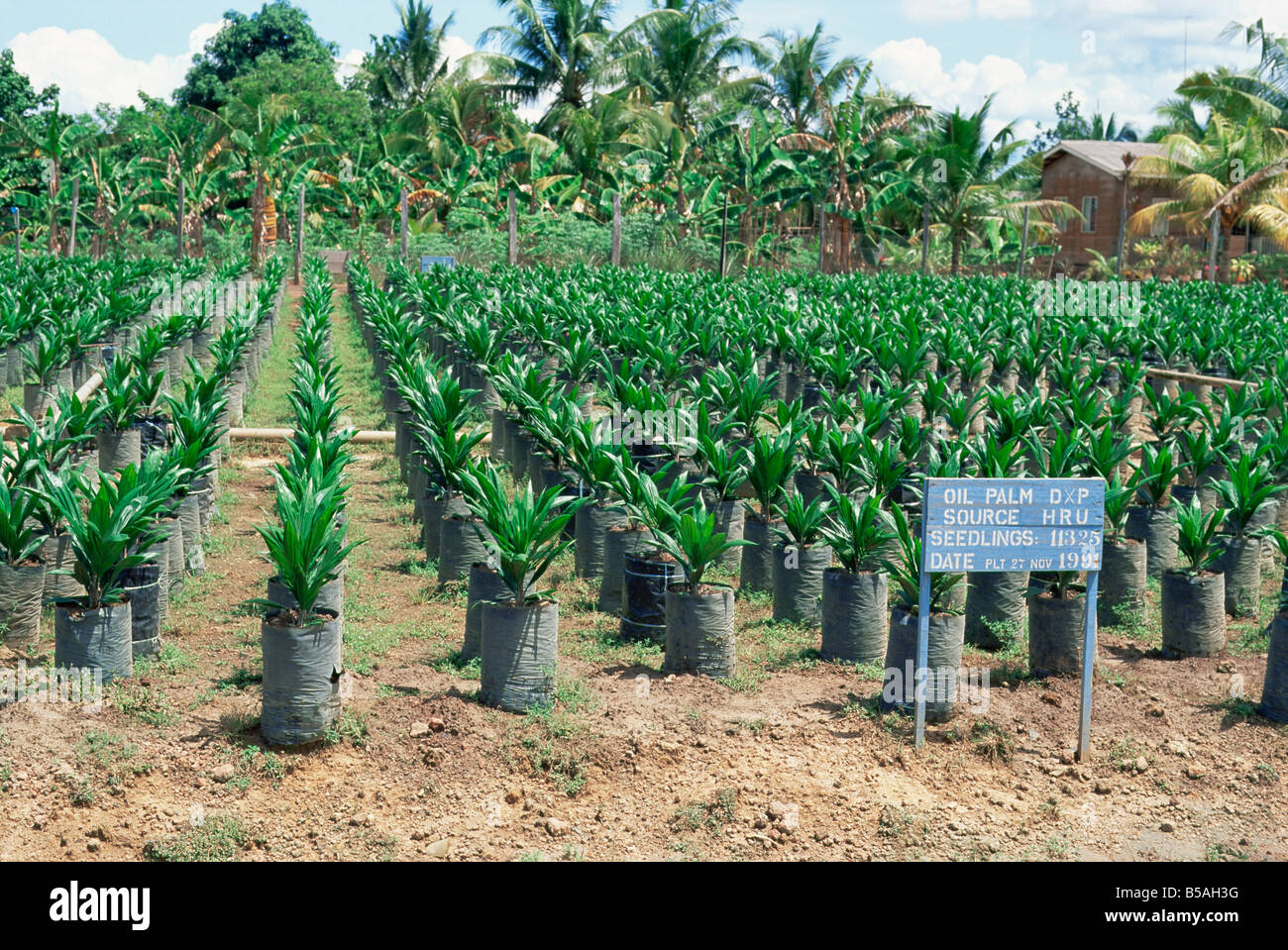 Oil palm saplings (Elaeis Guineensis), Sabah, Borneo, Malaysia, Southeast Asia Stock Photo
