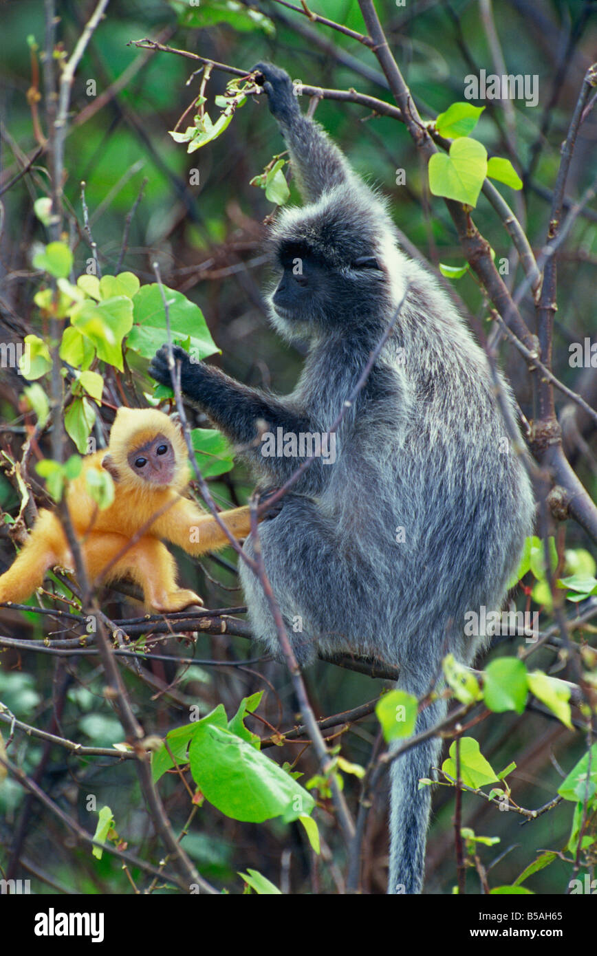 Female Silvered Langur and infant Bako National Park Sarawak Borneo Malaysia L Murray Stock Photo