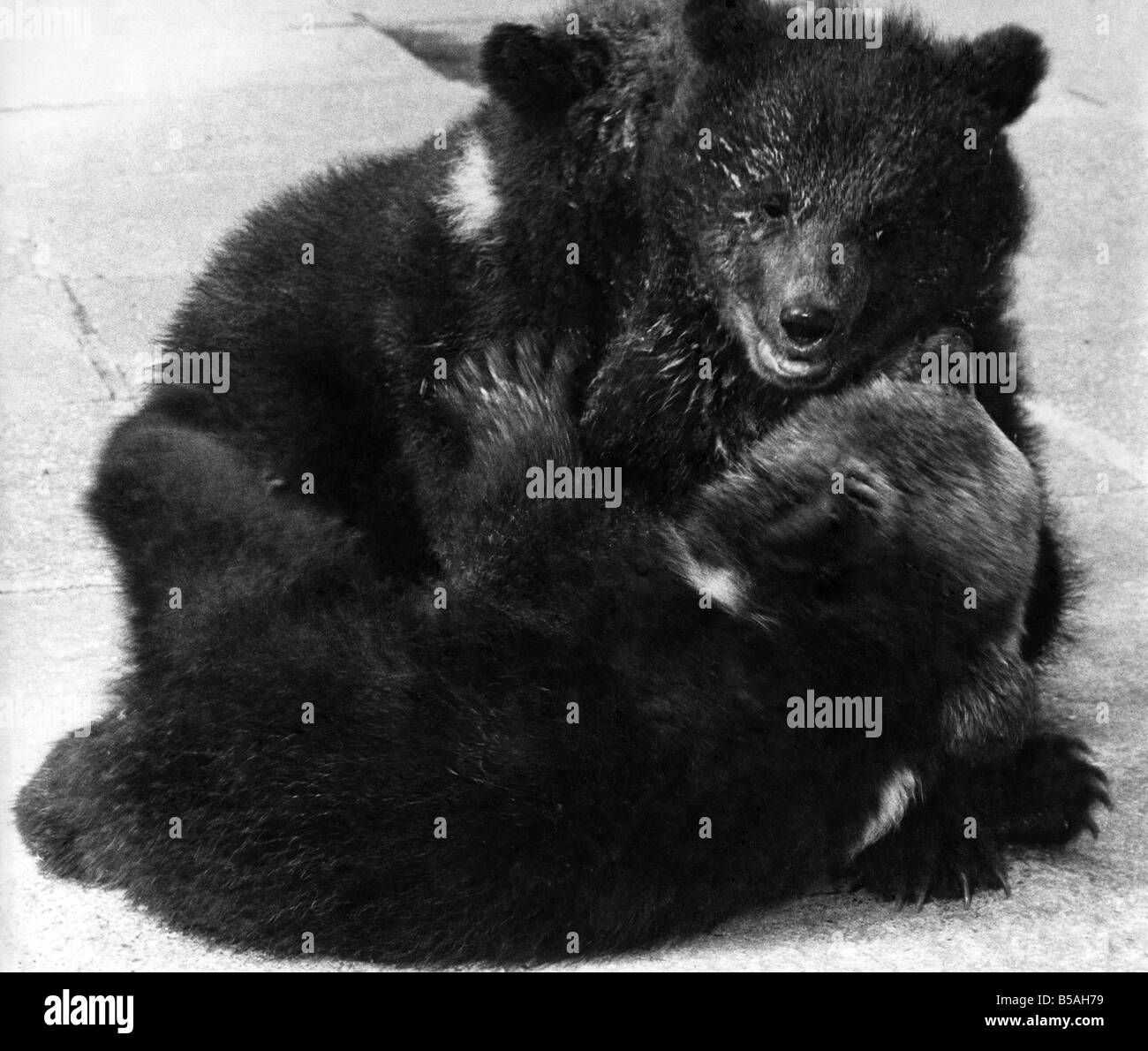 The bear cubs started to fight over a bowl of milk and the hostesses had to step in and grab them by the scruff of the neck and Stock Photo