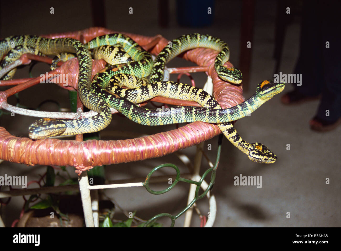 Close up of snakes in the Snake Temple in Penang Malaysia Southeast