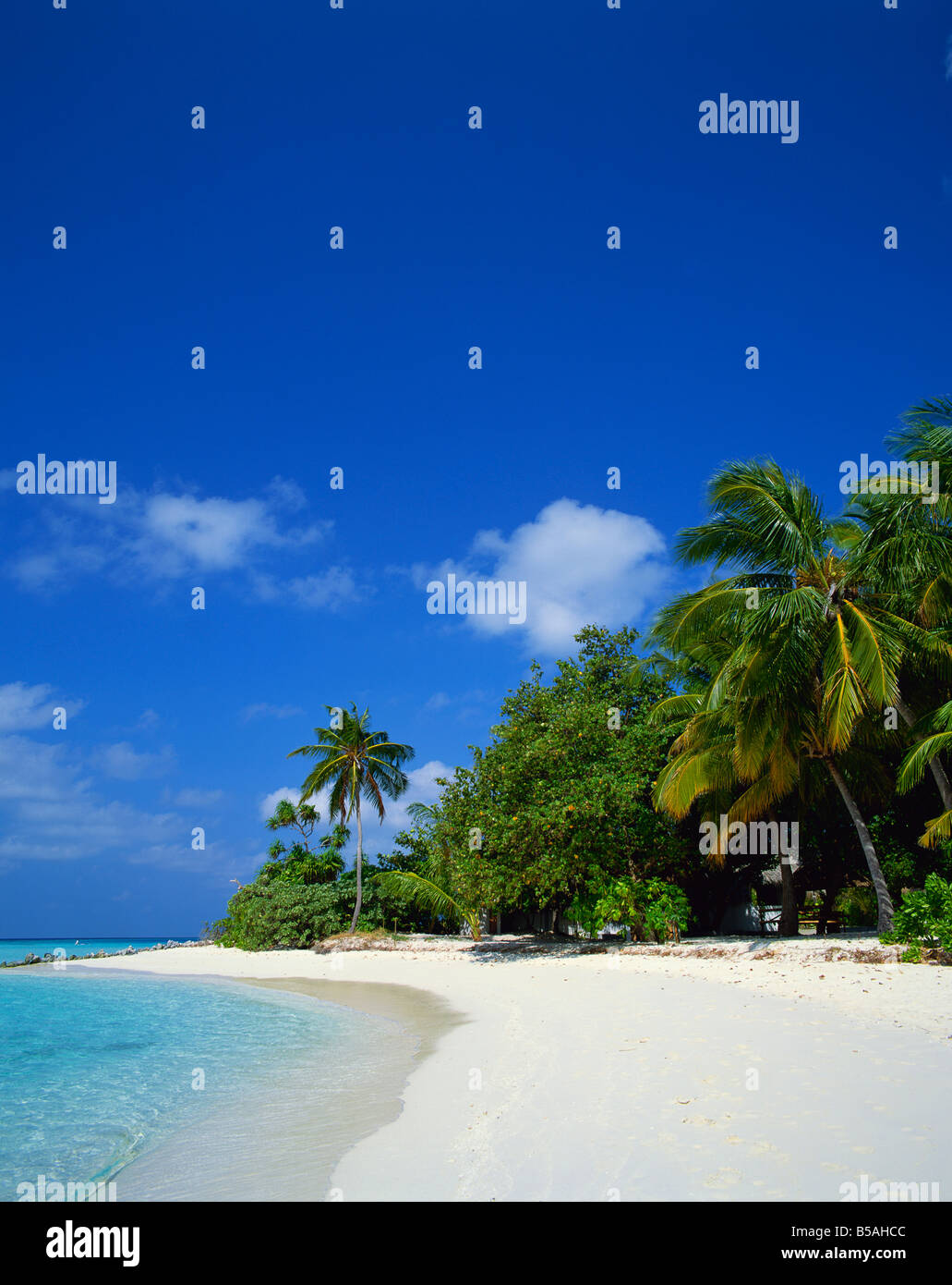 A tropical beach with palm trees in the Maldive Islands, Indian Ocean ...