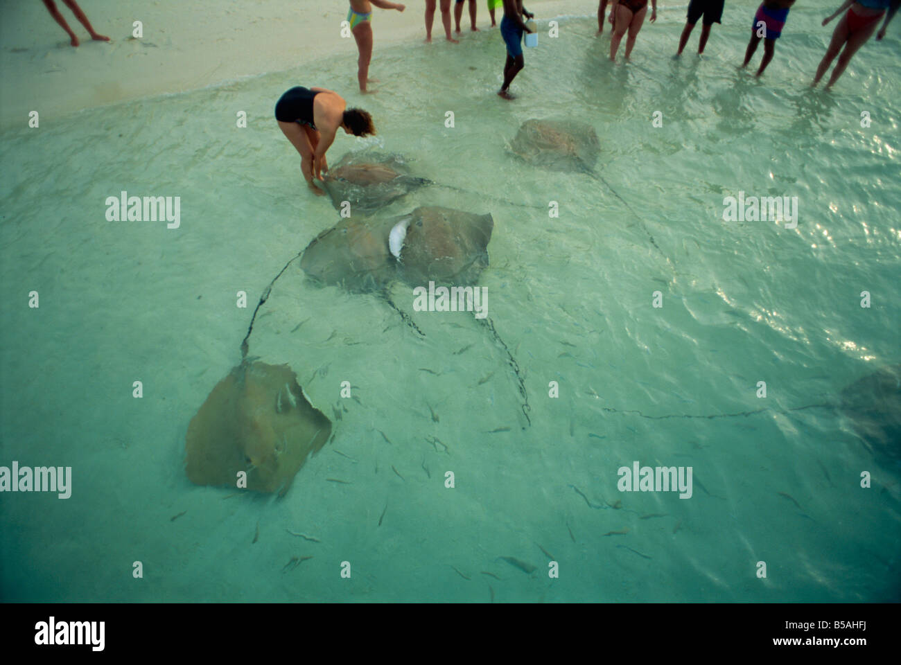 Sting rays, Nakatchafushi, Maldive Islands, Indian Ocean Stock Photo