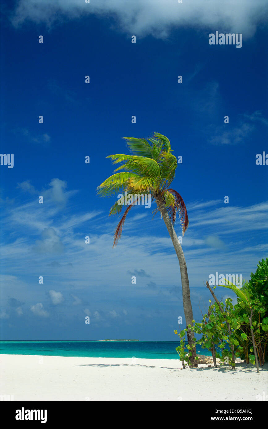 Palm tree on beach on the island of Nakatchafushi in the Maldive ...