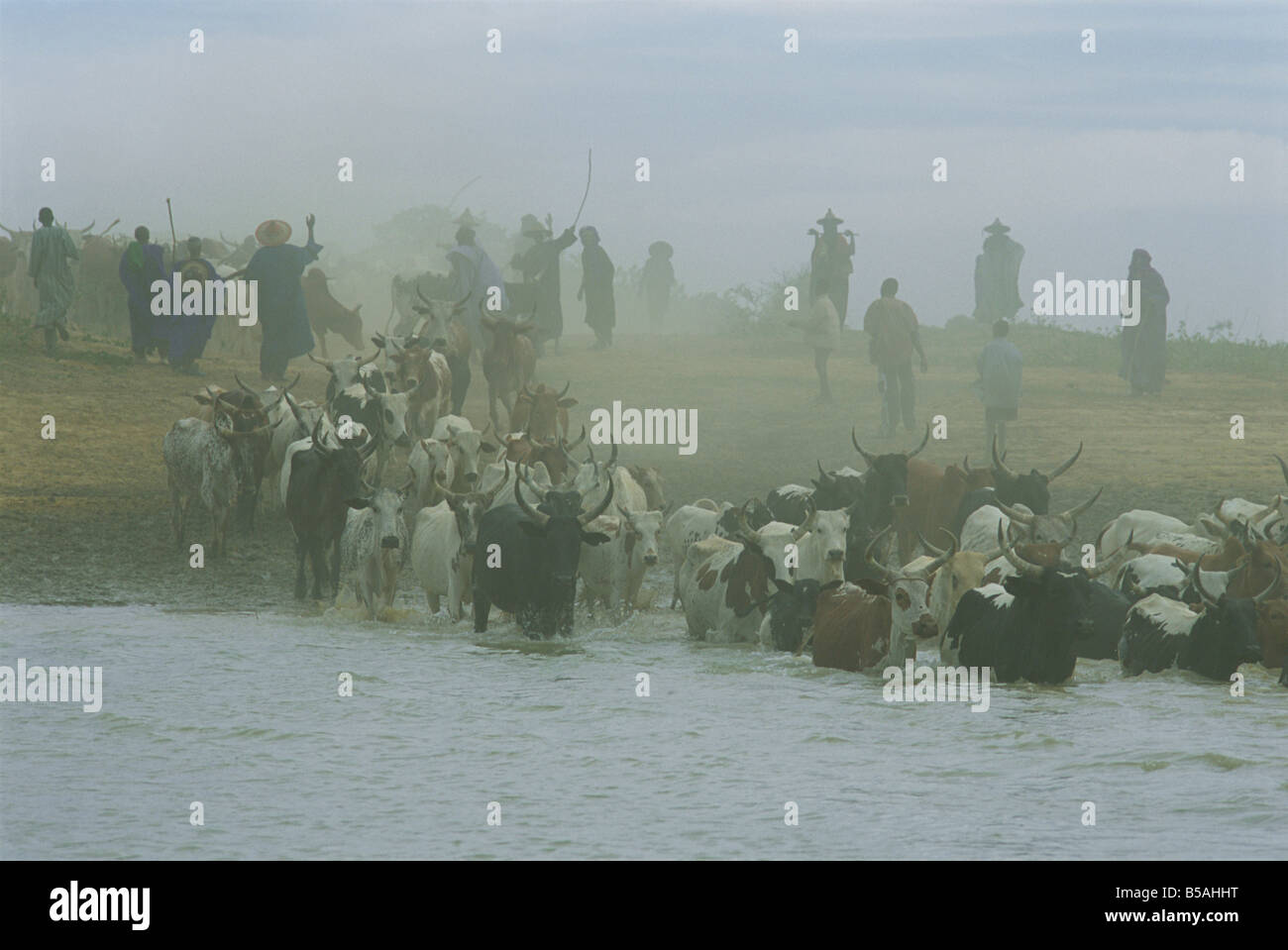 Peul men with cattle crossing the Bani River during transhumance, Sofara, Mali, West Africa, Africa Stock Photo