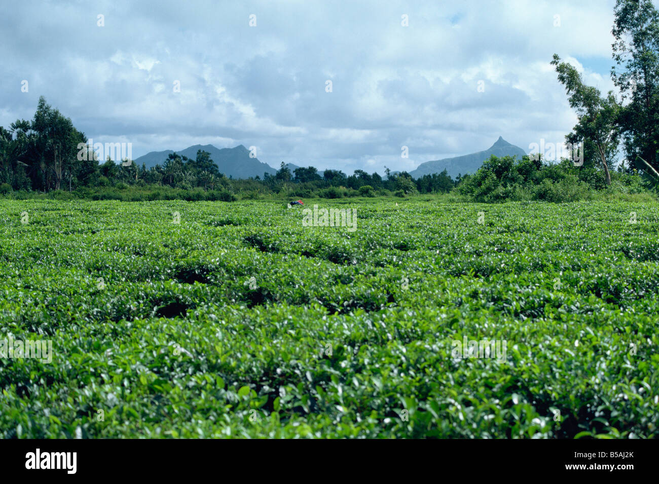 Mauritius plantations hires stock photography and images Alamy