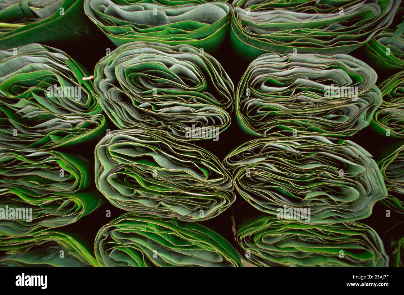 Tamale wrappers hires stock photography and images Alamy