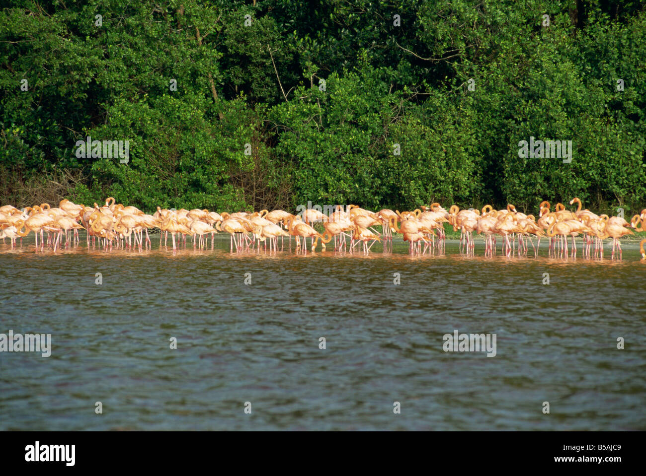 Flamingos, Celestun National Wildlife Regufe, Celestun, Yucatan, Mexico, North America Stock Photo